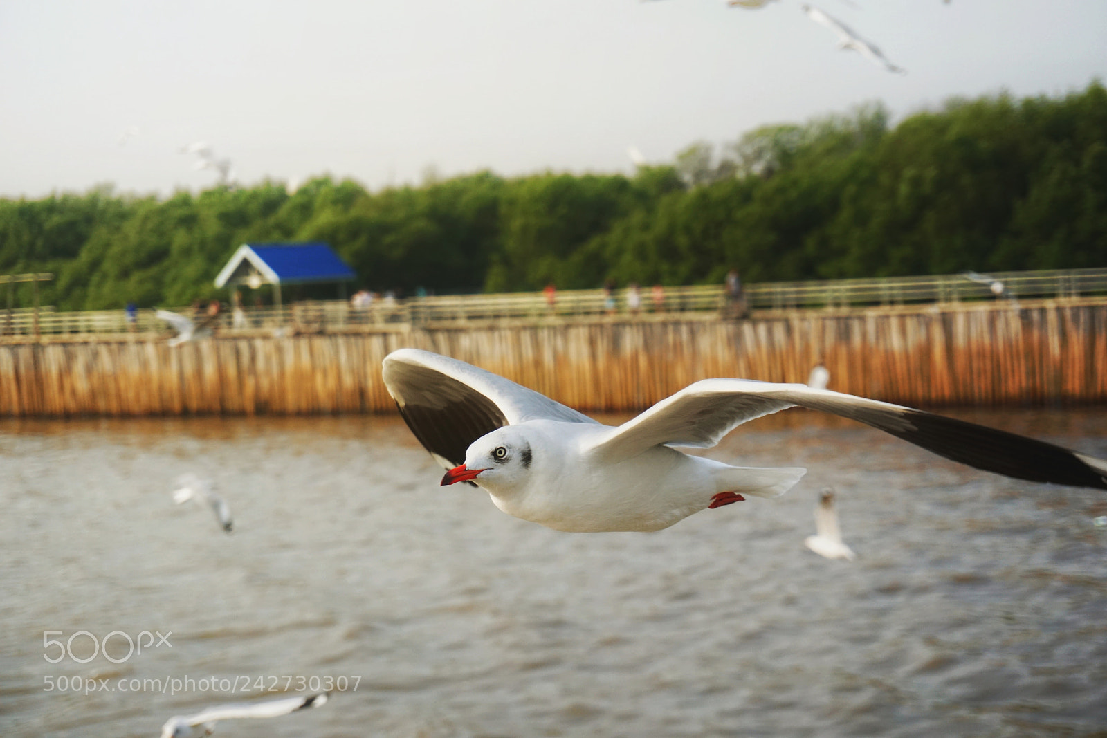 Sony a6500 sample photo. Seagulls are flying photography