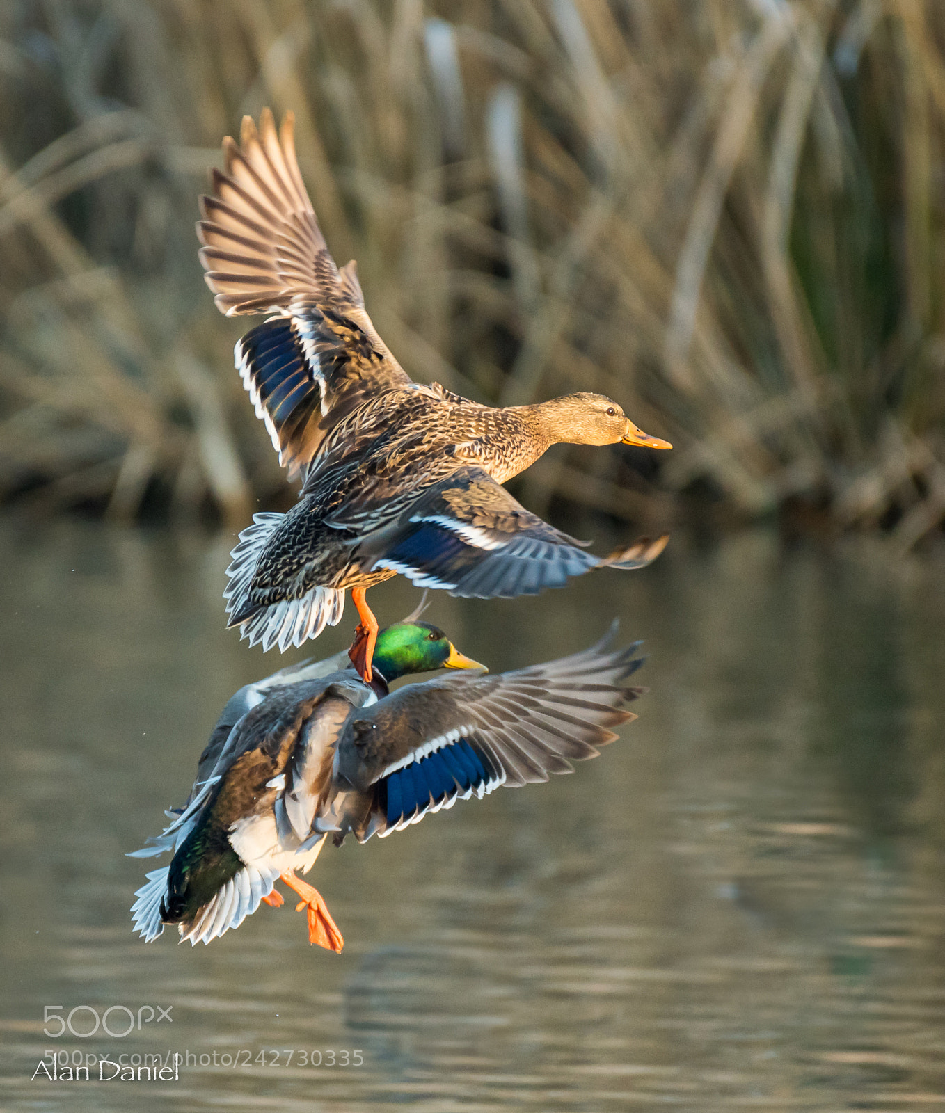 Nikon D750 sample photo. Ducks landing photography