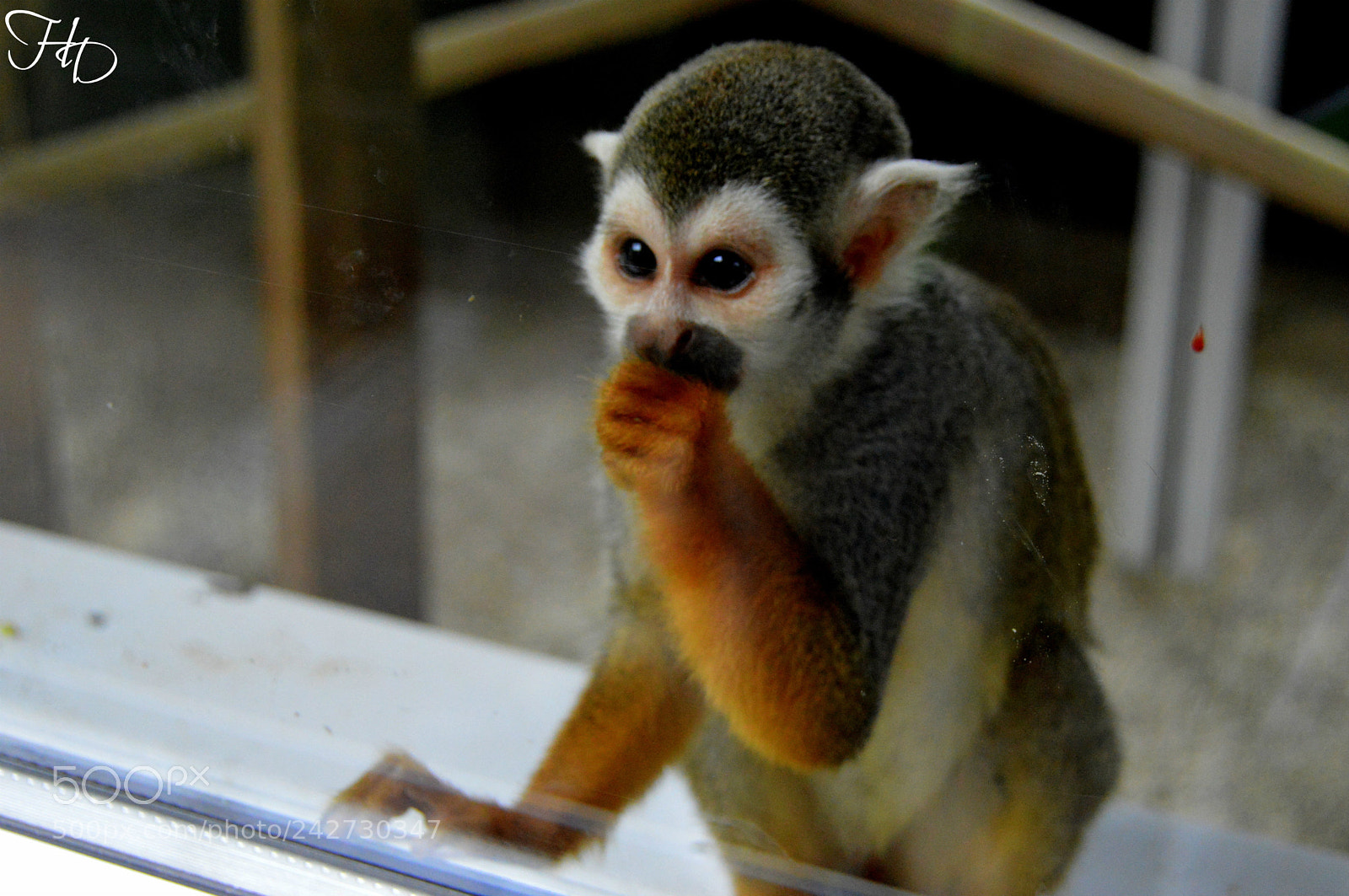 Nikon D3200 sample photo. Little monkey 1 photography