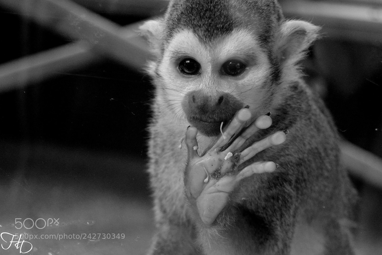 Nikon D3200 sample photo. Little monkey 2 photography