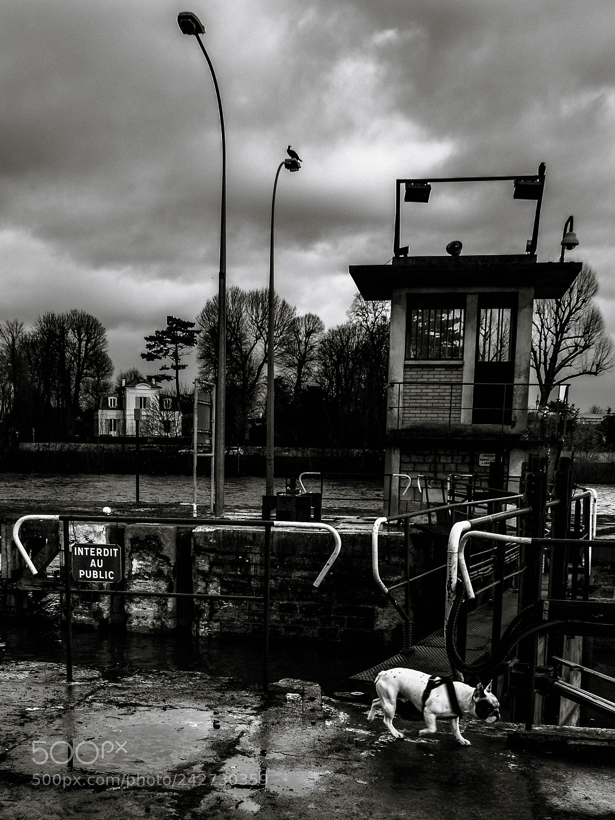 Nikon D7100 sample photo. Le cormoran te dit photography