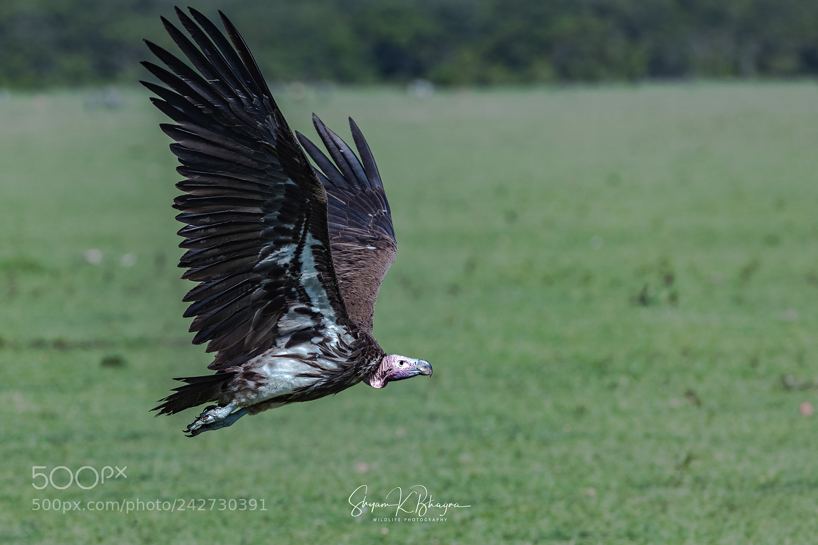 Canon EOS-1D X Mark II sample photo. Lappet face vulture photography