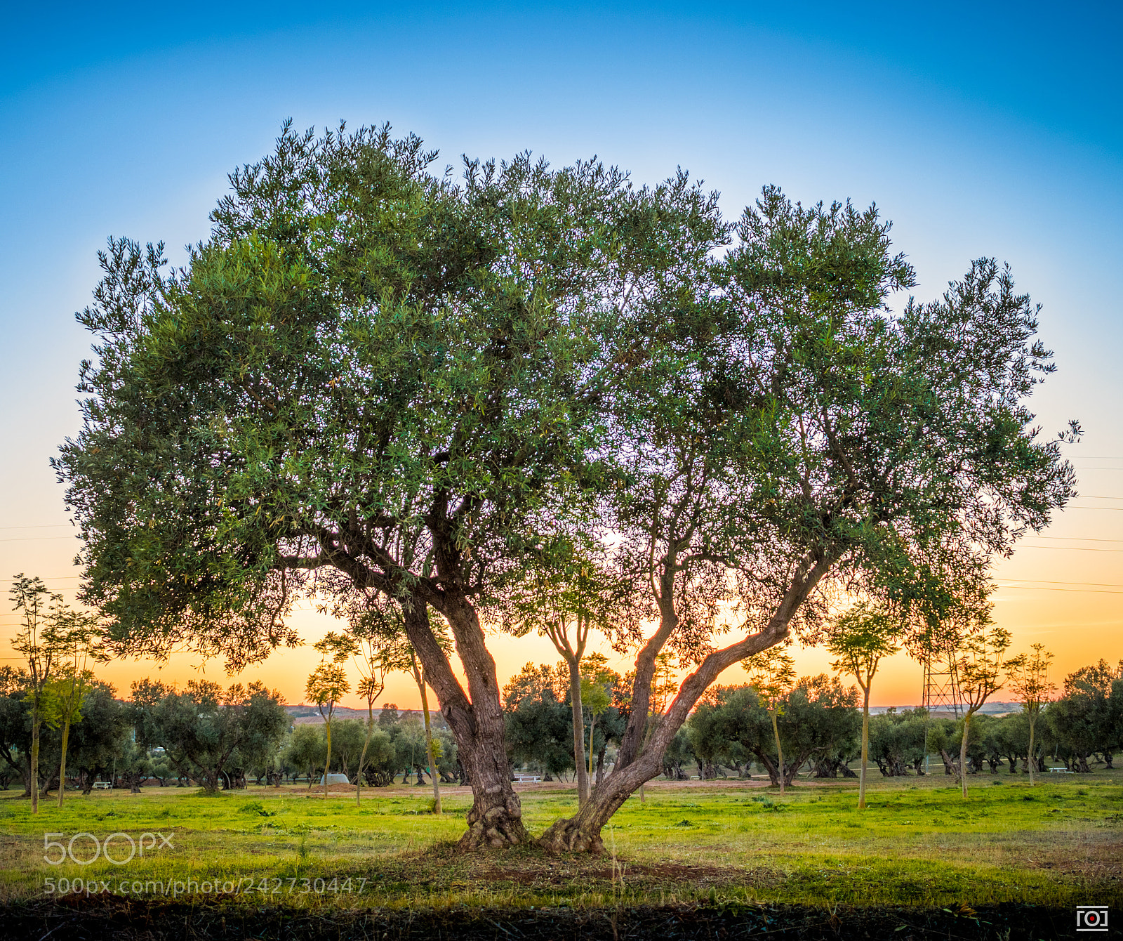 Nikon D5500 sample photo. Dehesa de do a photography