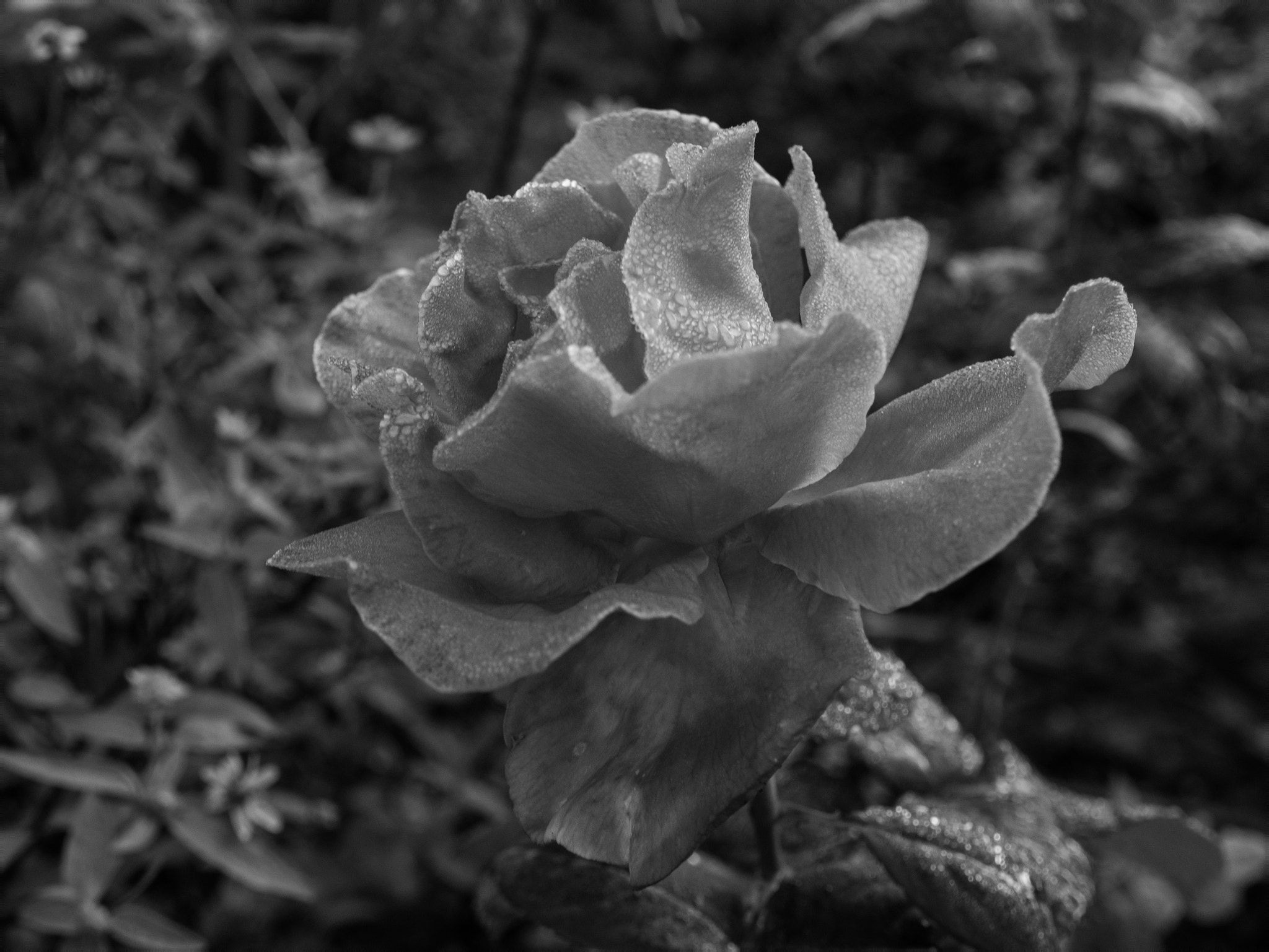XIAOYI M1 sample photo. Rose photography