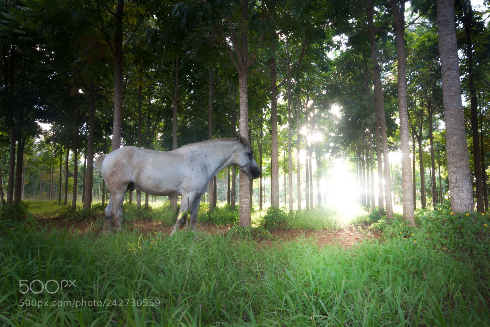Canon EOS 50D sample photo. Can't hide photography