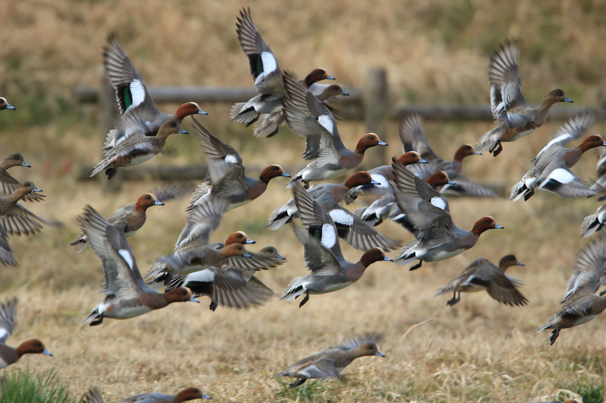 Canon EF 400mm F2.8L IS USM sample photo. Eurasian wigeon  ヒドリガモ photography