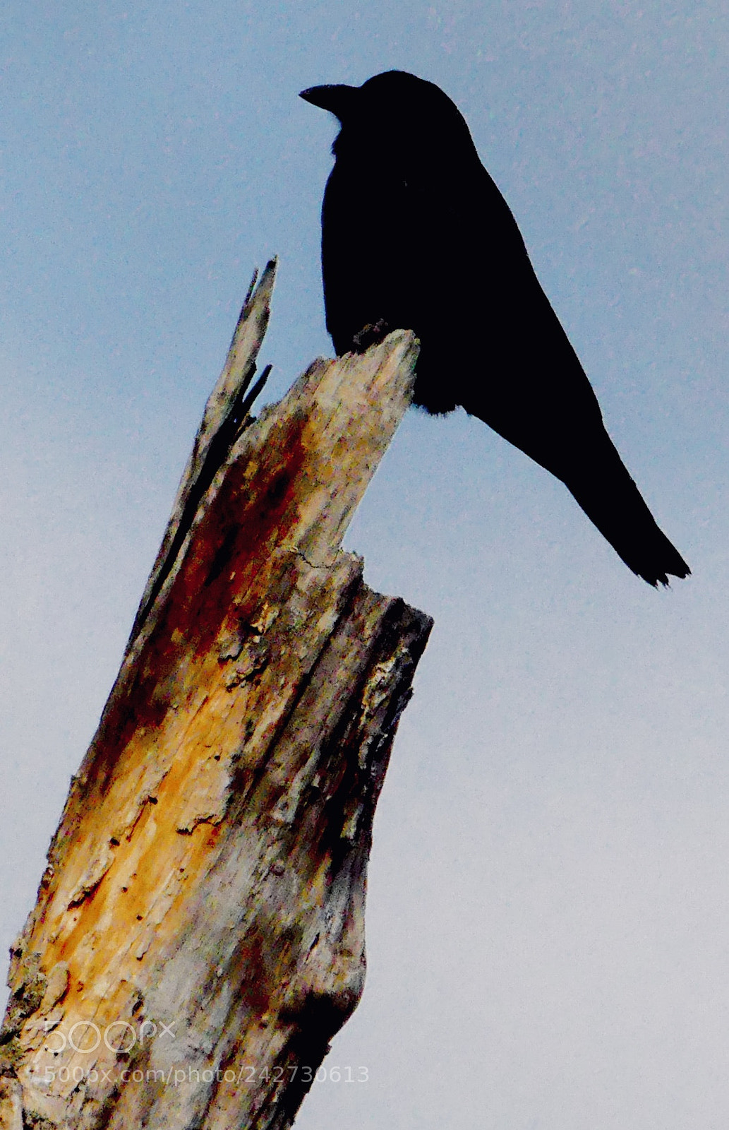 Panasonic Lumix DMC-FZ300 sample photo. Crow photography