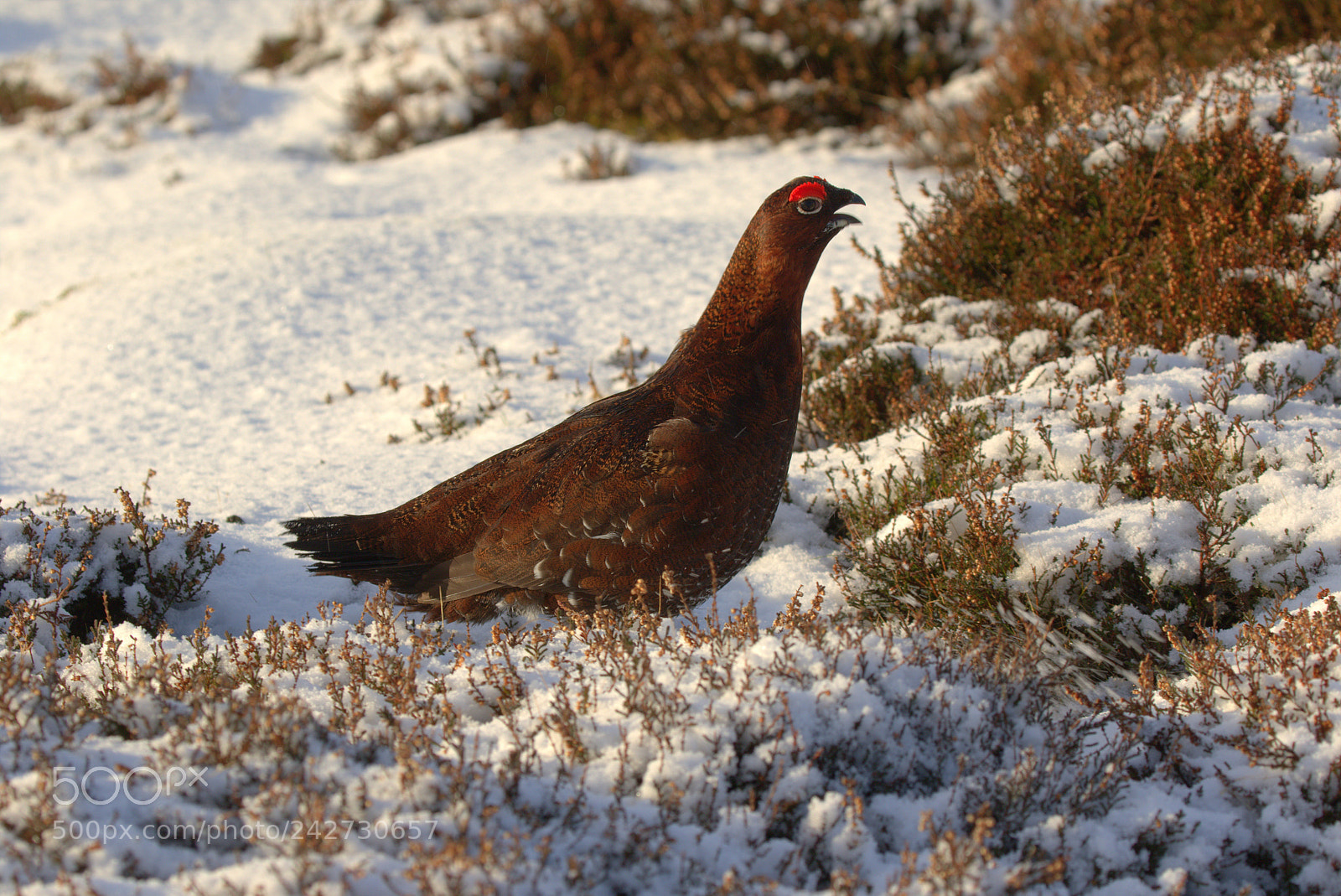 Canon EOS 7D Mark II sample photo. Red grouse in the photography