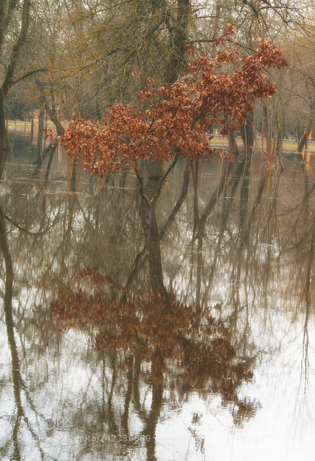 Sony Alpha DSLR-A390 sample photo. Reflection photography