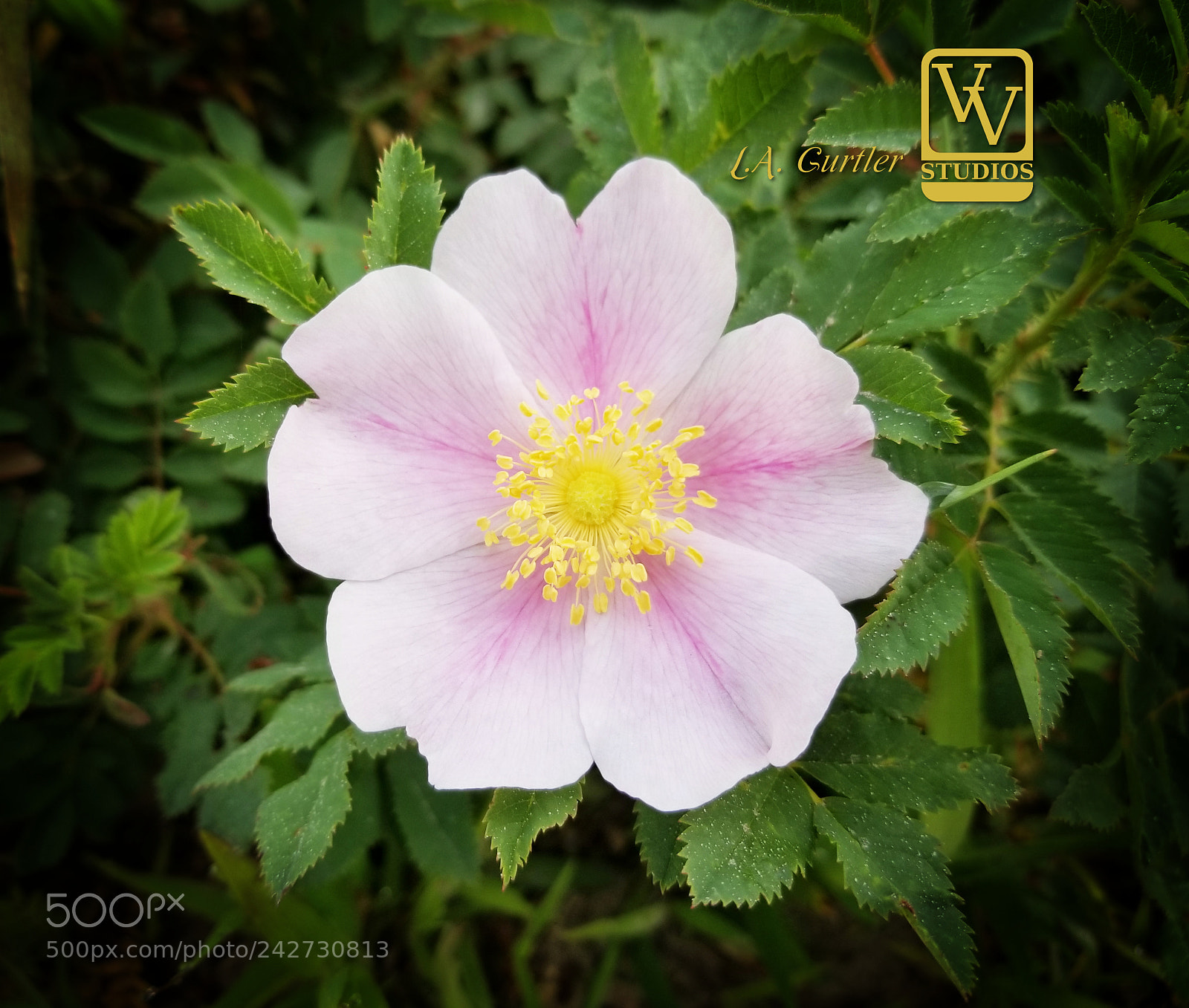 Samsung Galaxy S8 sample photo. Wild rose hip blossom photography