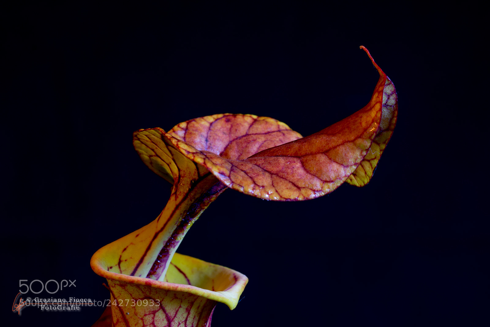Nikon D7200 sample photo. Sarracenia cuprea photography