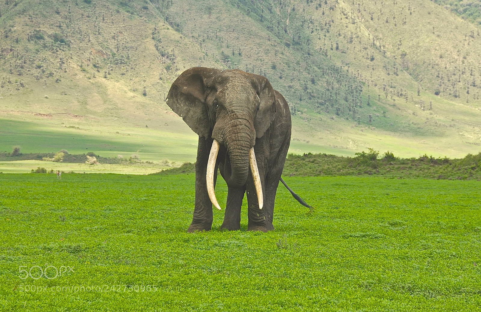 Nikon D70 sample photo. Majestic bull elephant defending photography