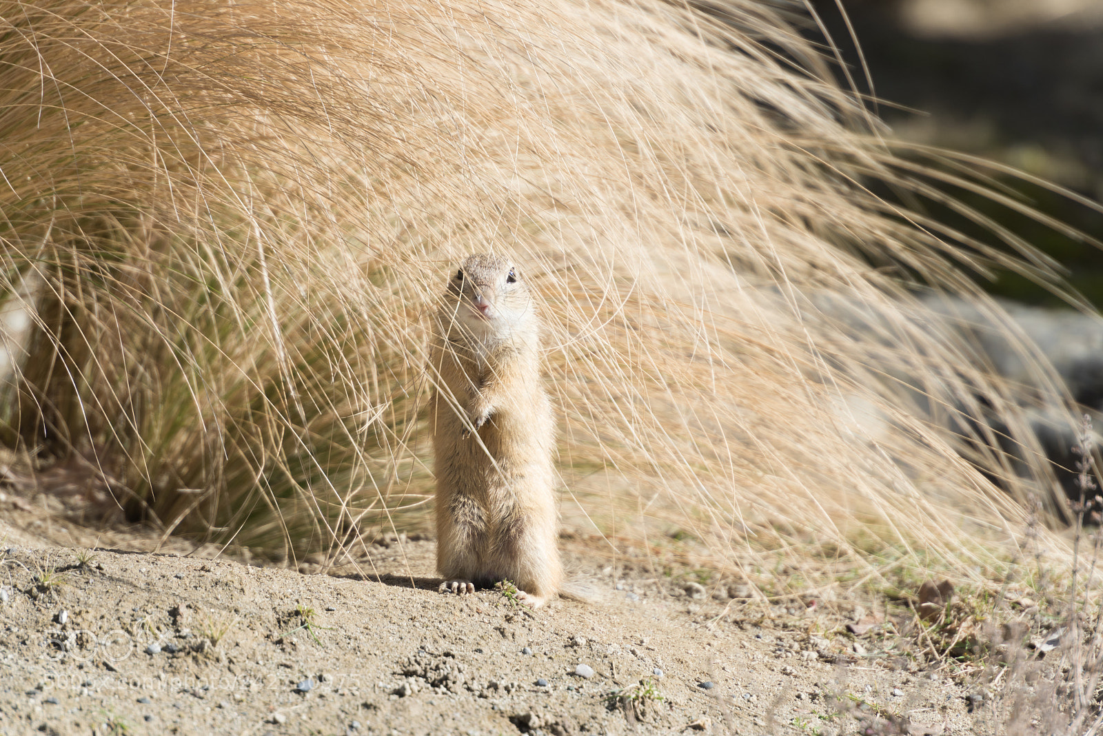 Nikon D810 sample photo. Watching you... photography