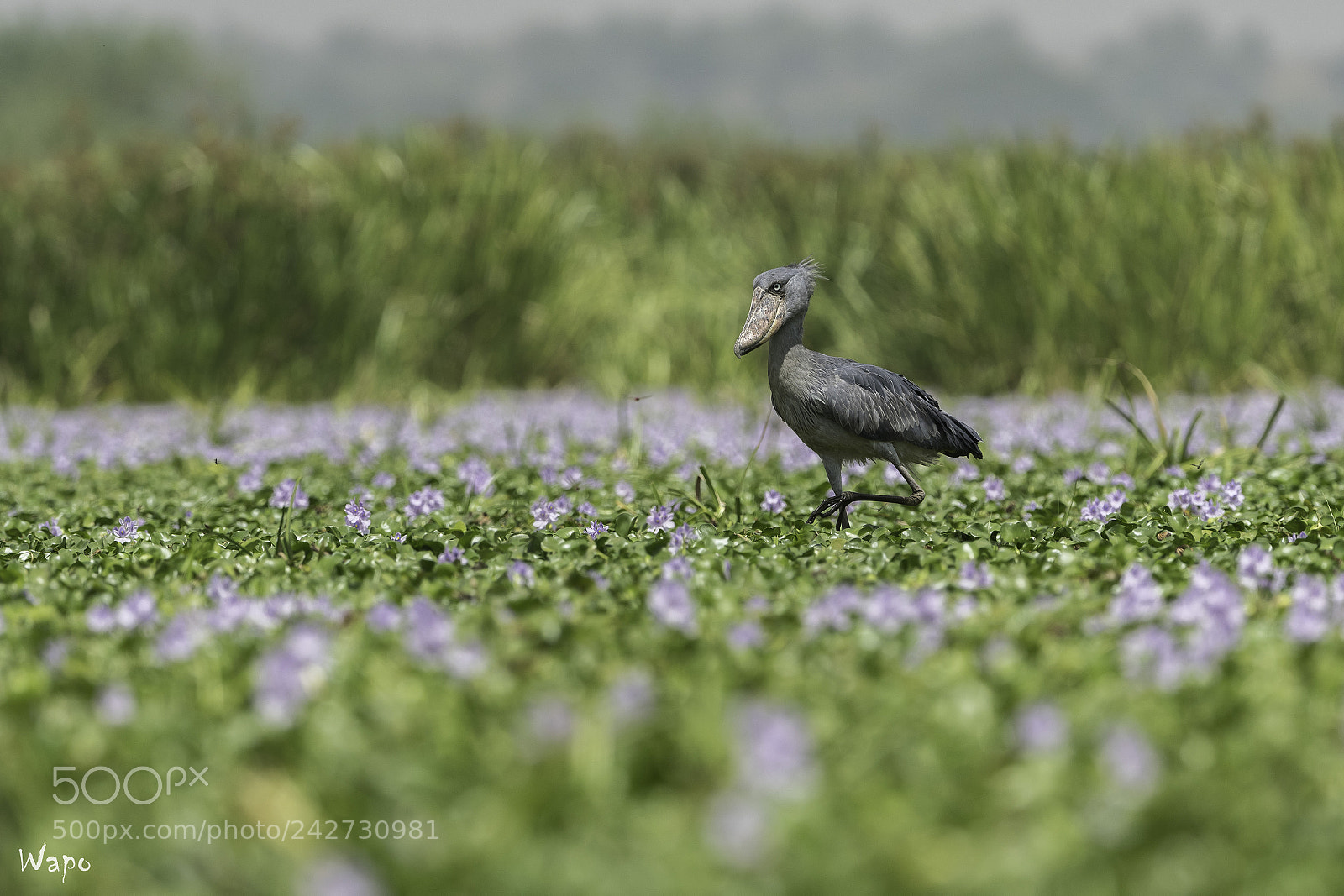 Nikon D500 sample photo. Shoebill in hyacint flowers photography