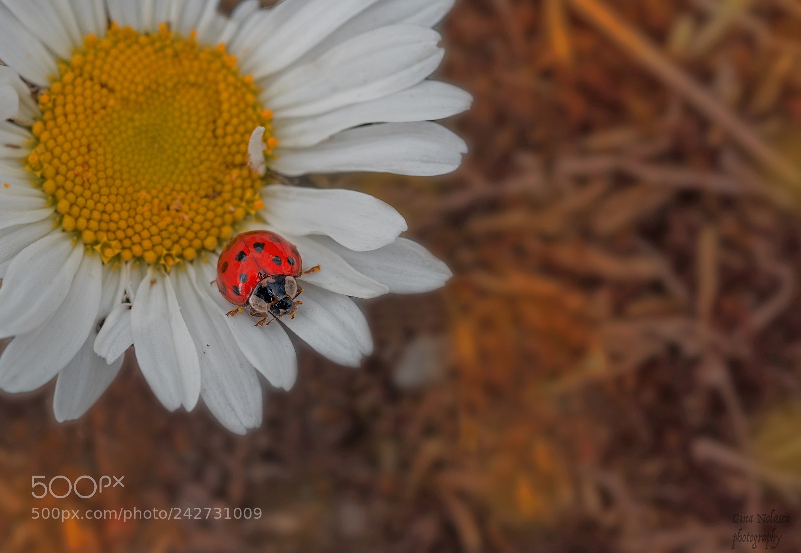 Nikon D5500 sample photo. The flower and the photography
