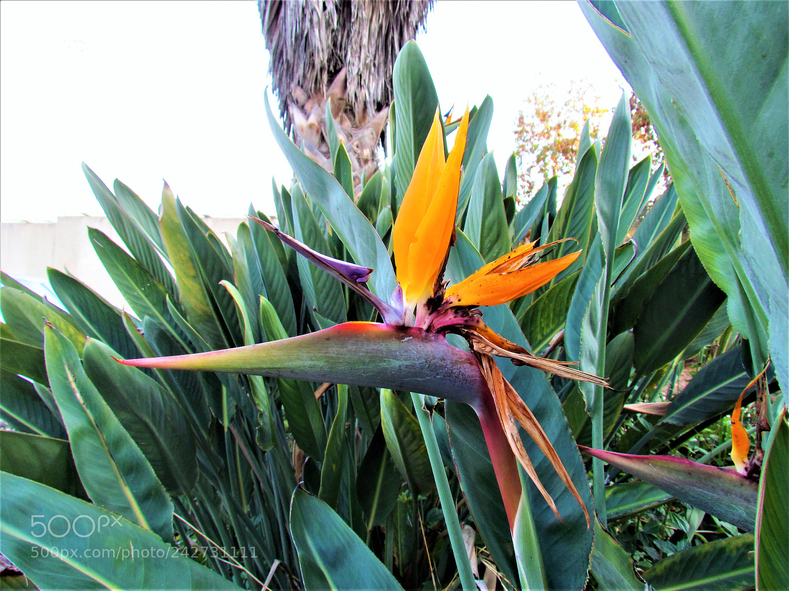Canon PowerShot SX30 IS sample photo. A flower is like photography