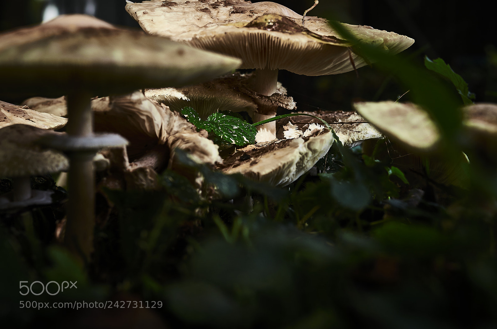 Nikon D5100 sample photo. Under my umbrella photography