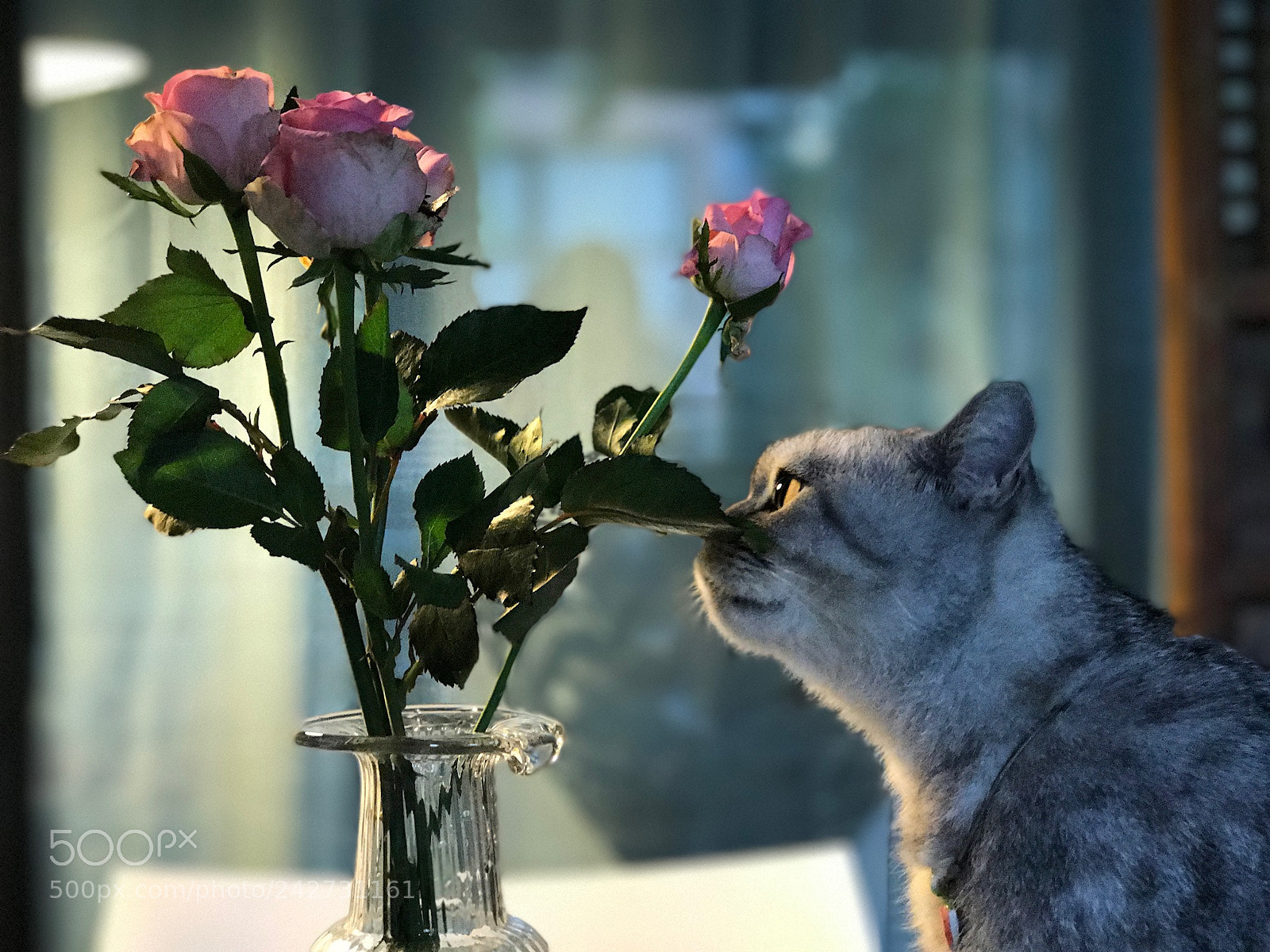 Apple iPhone 7 Plus sample photo. 心怀猛虎，细嗅蔷薇。 photography