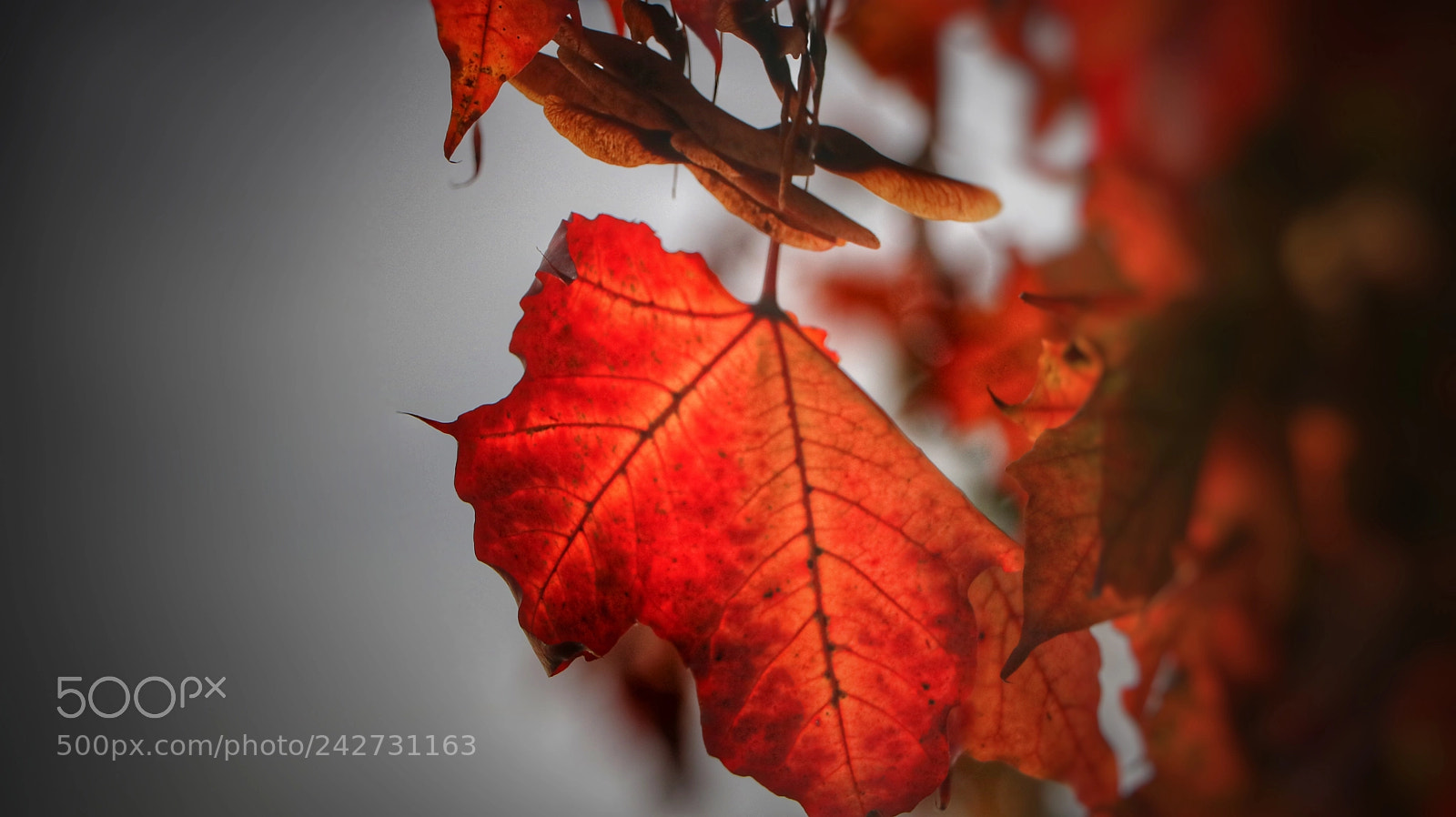 Canon EOS 750D (EOS Rebel T6i / EOS Kiss X8i) sample photo. Autumn photography