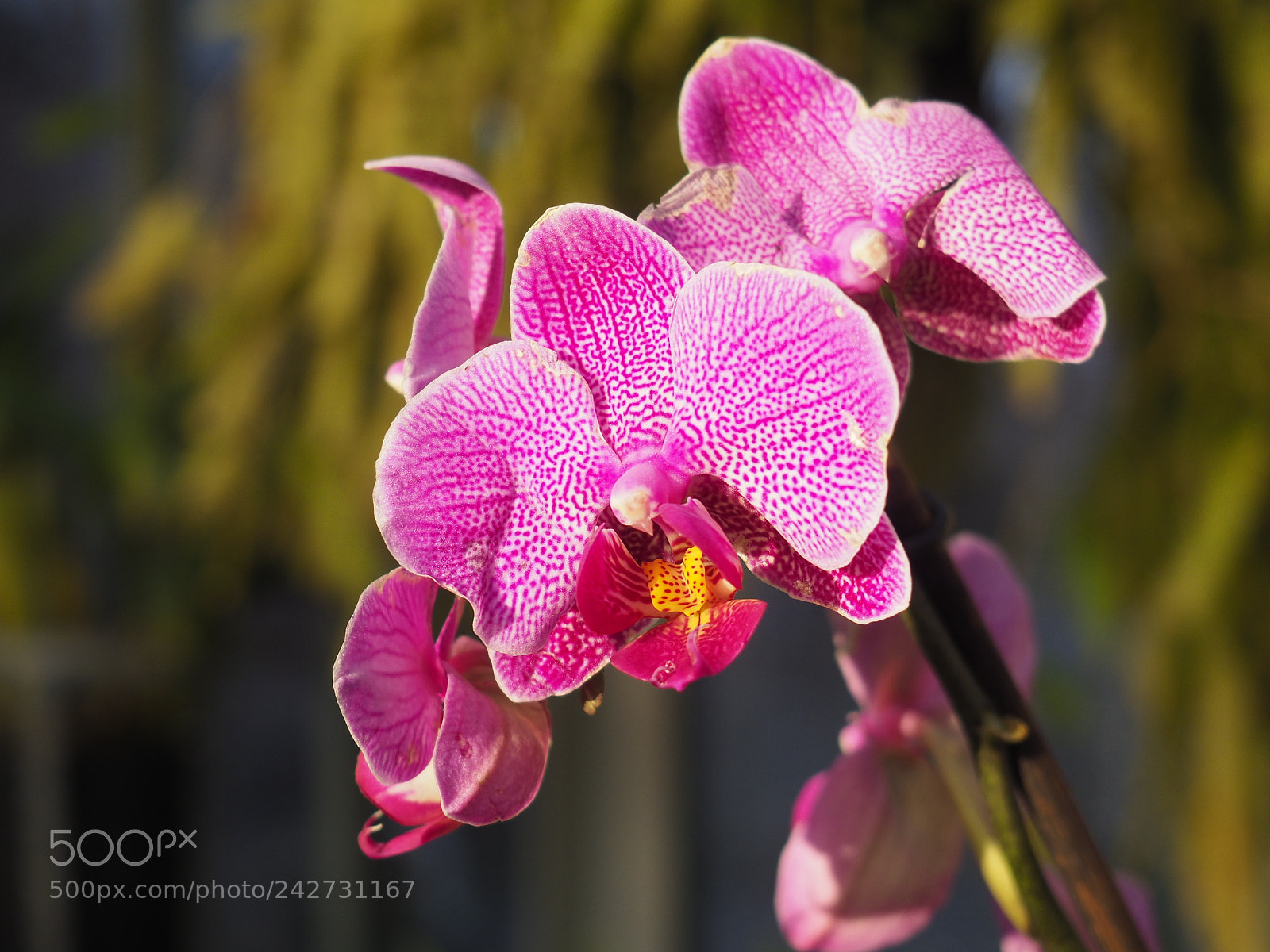 Olympus OM-D E-M10 II sample photo. Orchidea photography