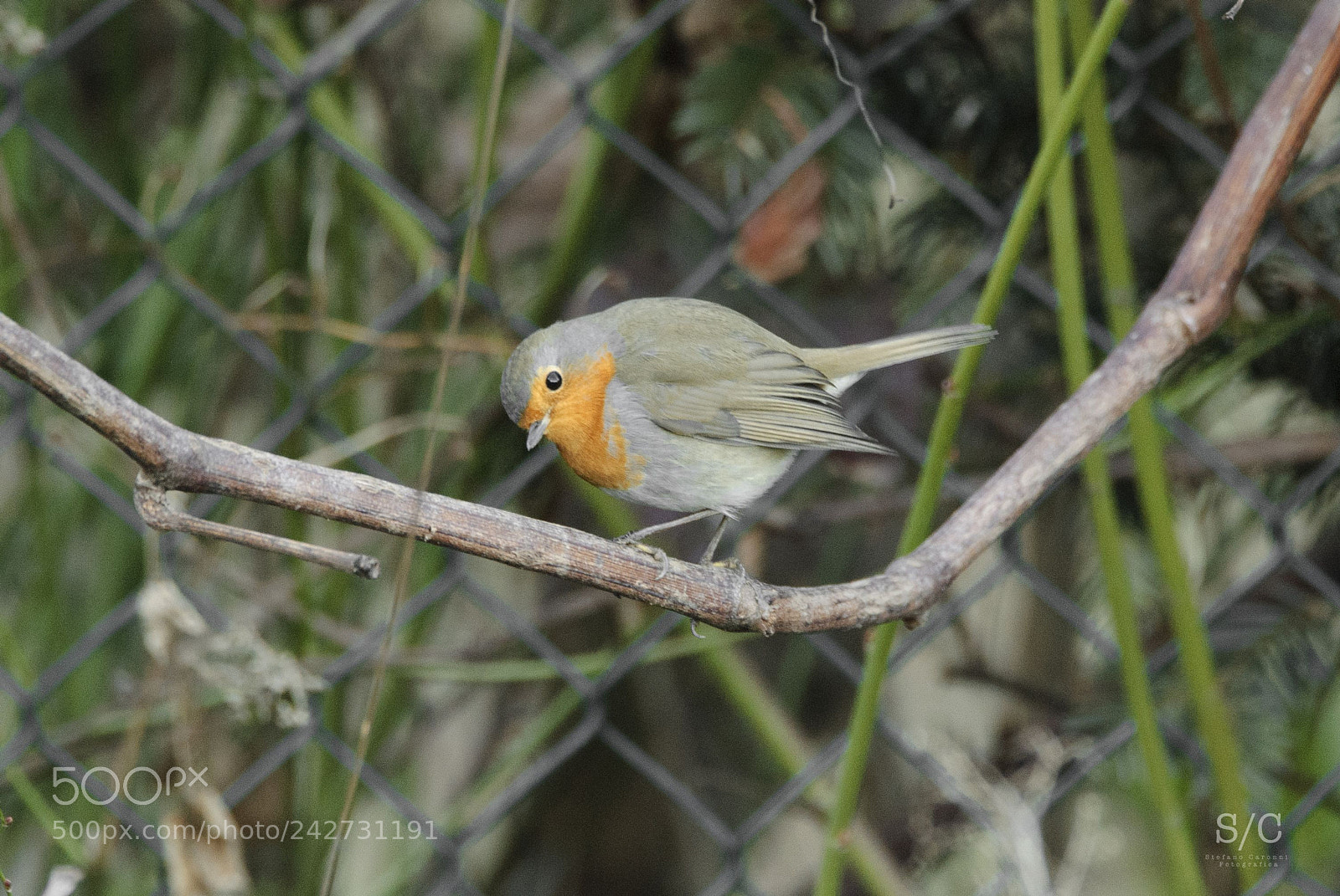 Nikon D80 sample photo. Robin redbreast #1 photography