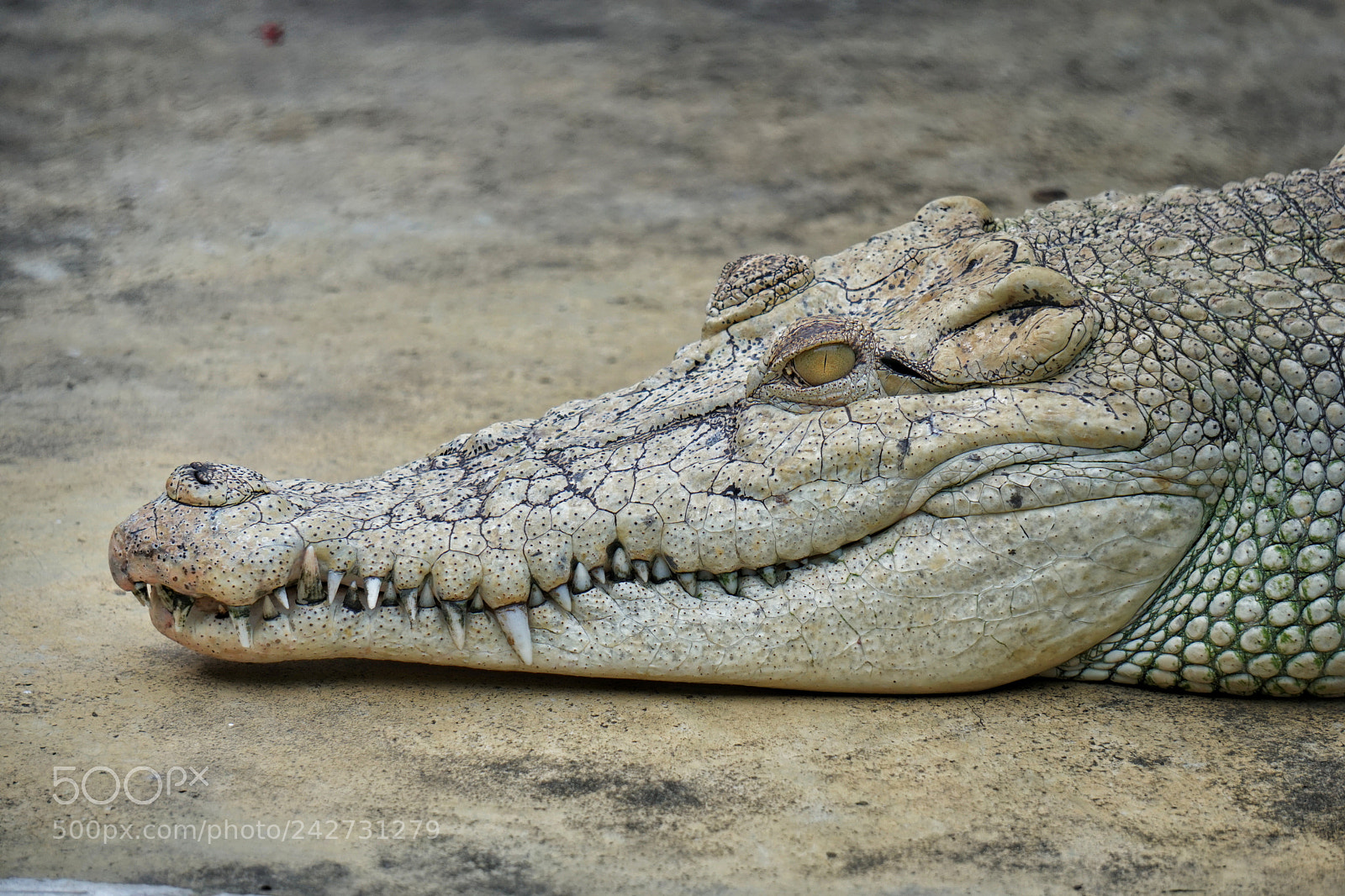 Sony a6500 sample photo. Head of crocodile photography