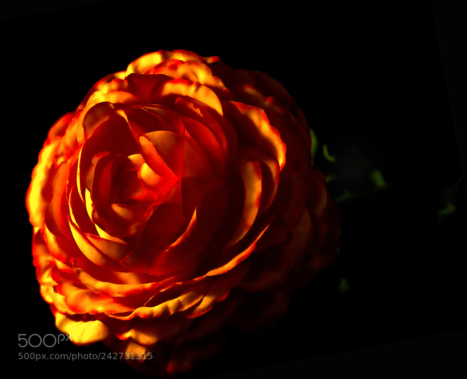 Sony SLT-A68 sample photo. Orange flower photography