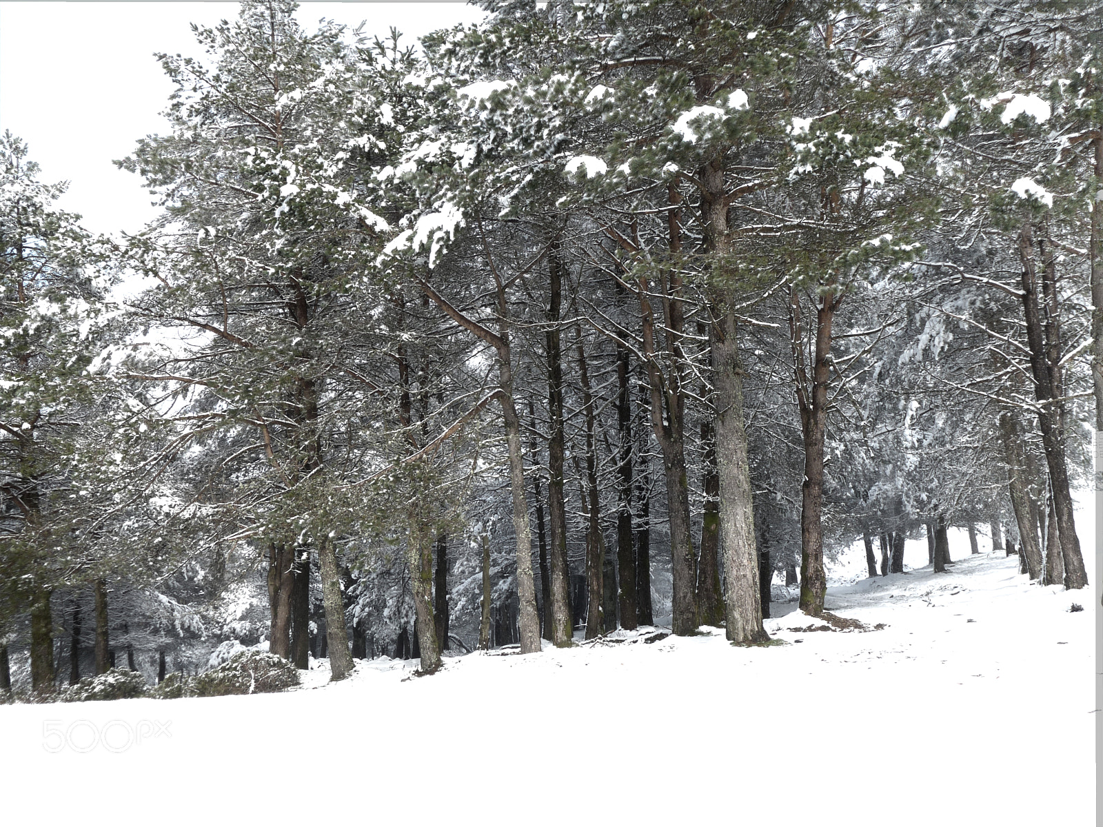 Panasonic Lumix DMC-FZ28 sample photo. Snowed pines photography
