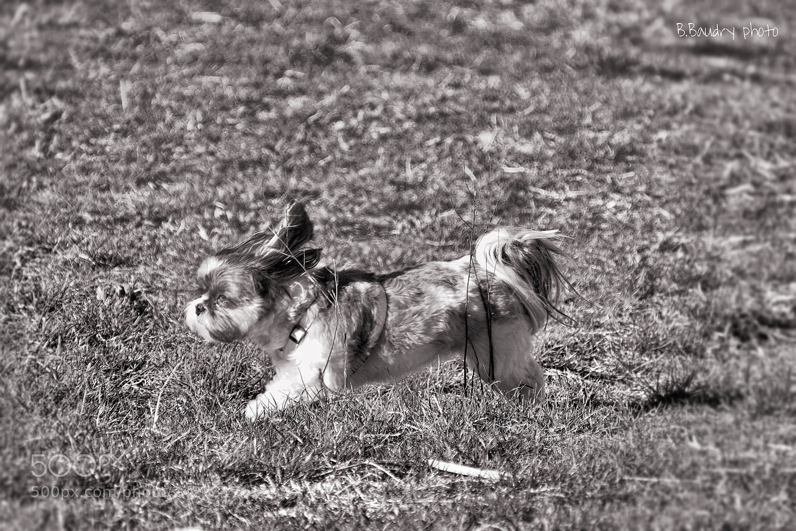 Nikon D7200 sample photo. Happy photography