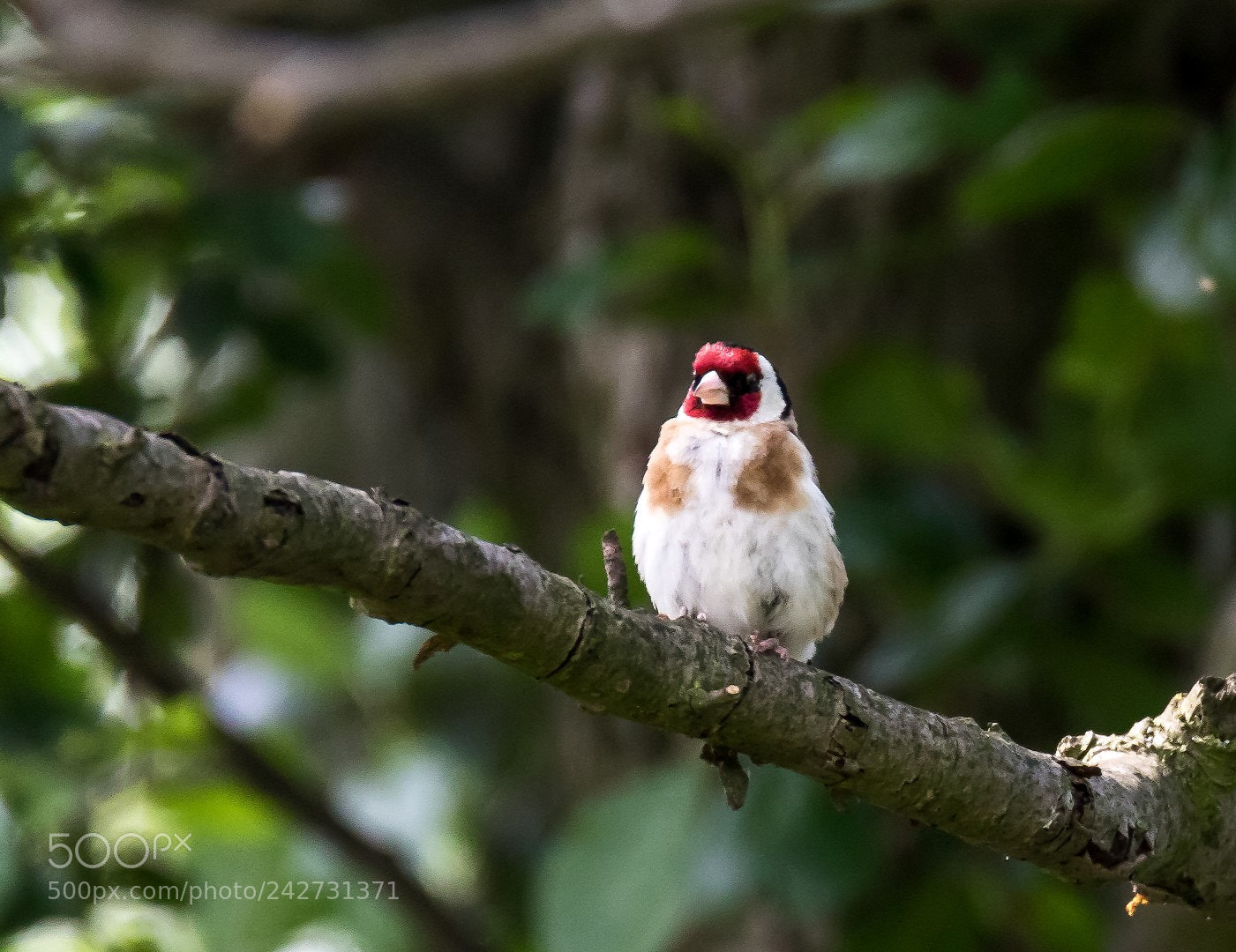 Canon EOS 7D Mark II sample photo. Carduelis carduelis photography