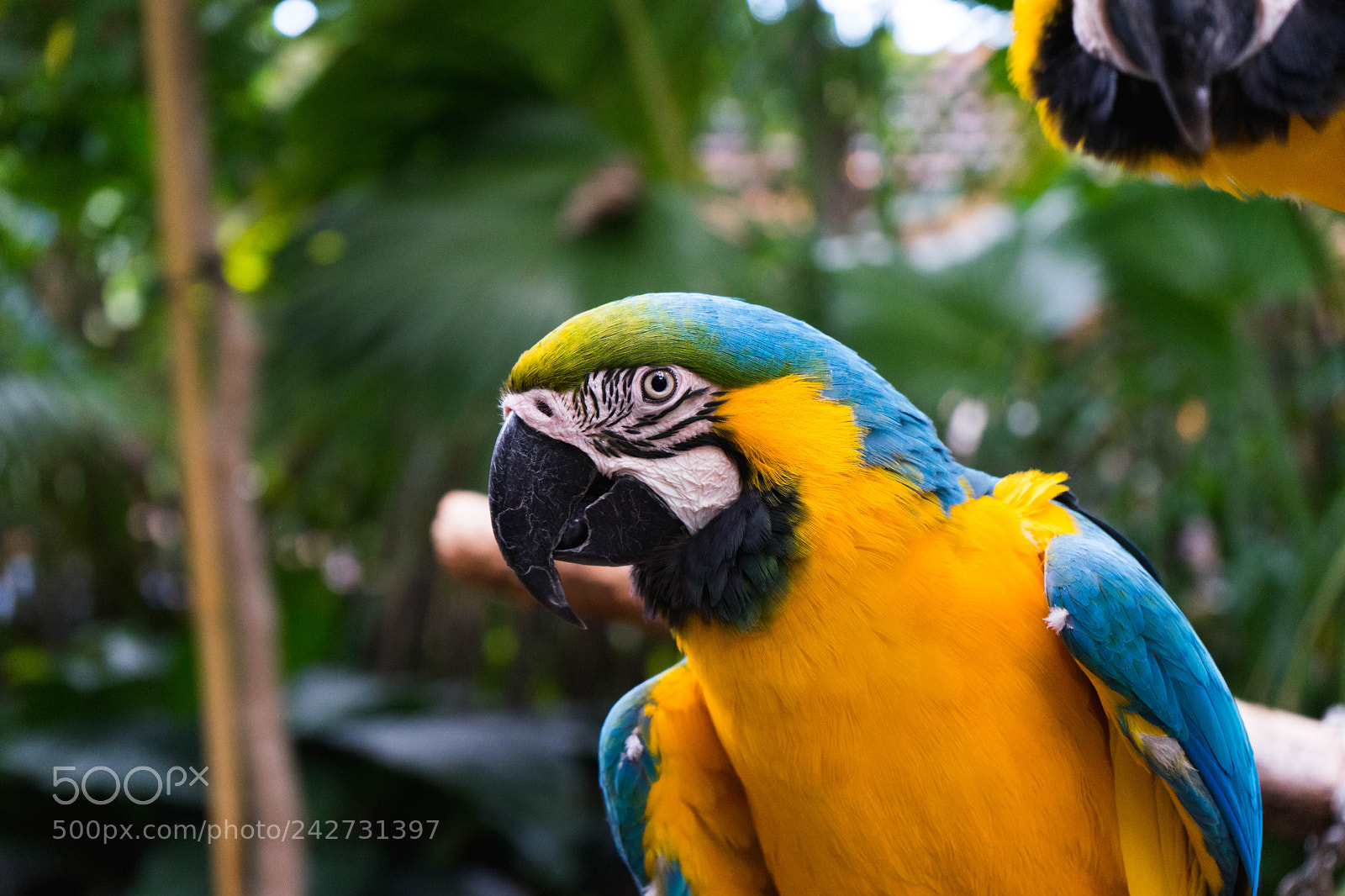 Sony a7 II sample photo. Colourfull parrot photography