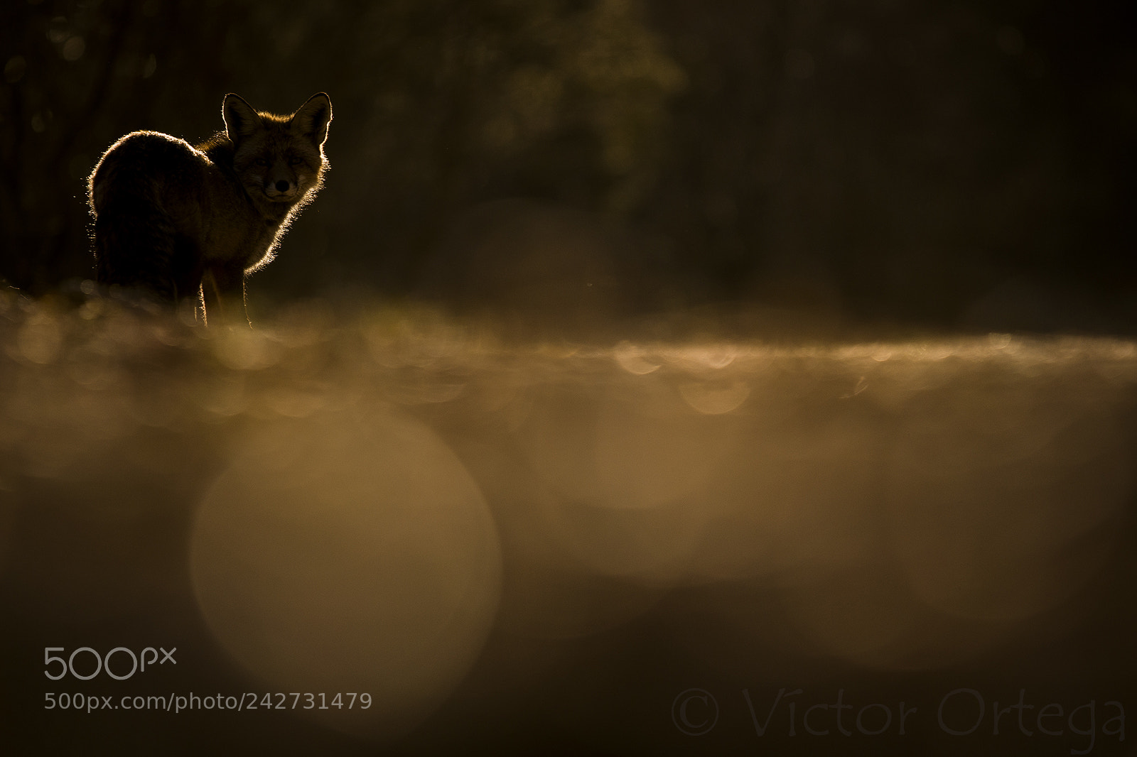 Nikon D500 sample photo. Red fox photography