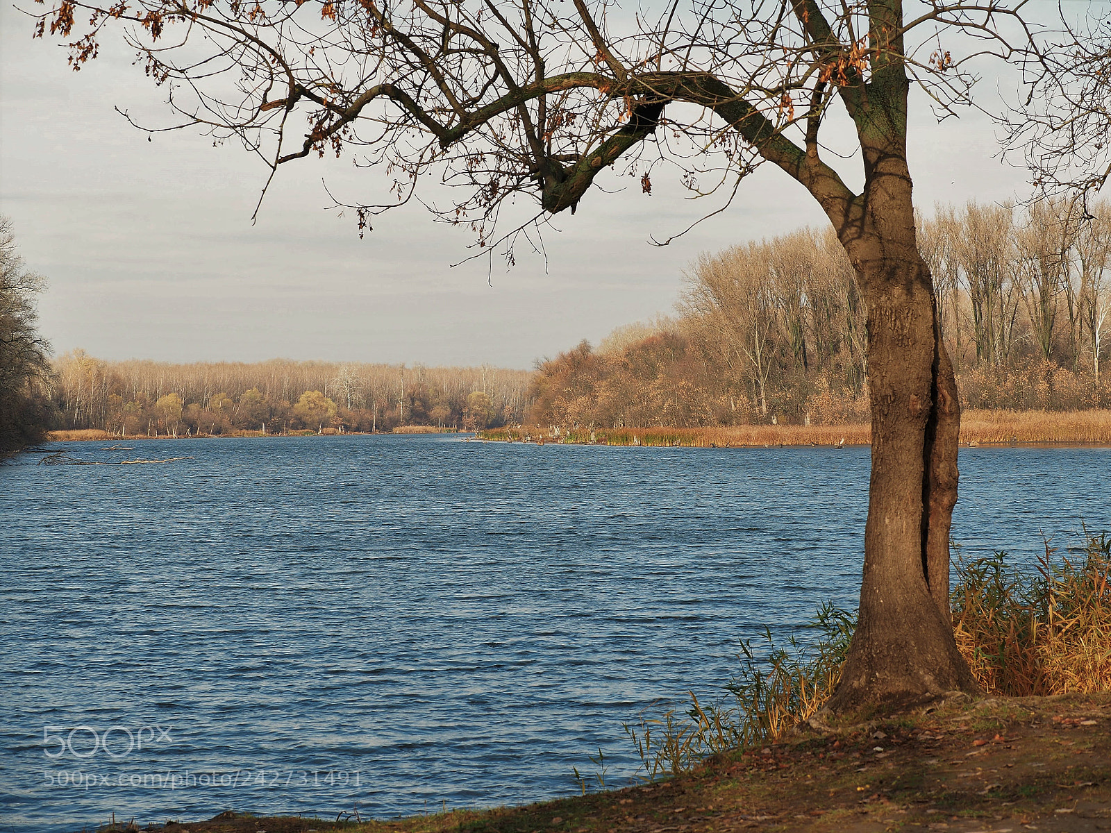 Olympus OM-D E-M5 II sample photo. Burst lights photography