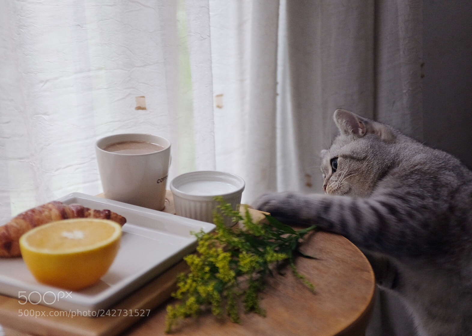 Fujifilm X100T sample photo. 米奇，我的小猫咪在偷我的早饭。 photography