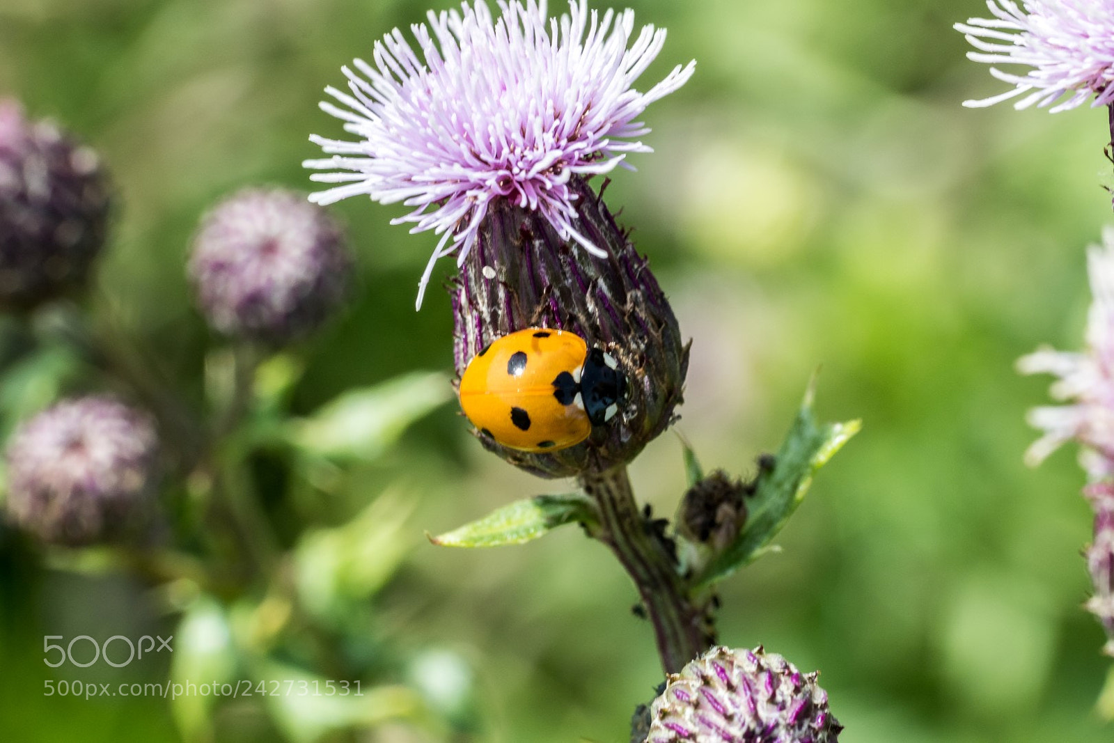 Canon EOS 7D Mark II sample photo. Coccinella septempunctata on cirsium photography