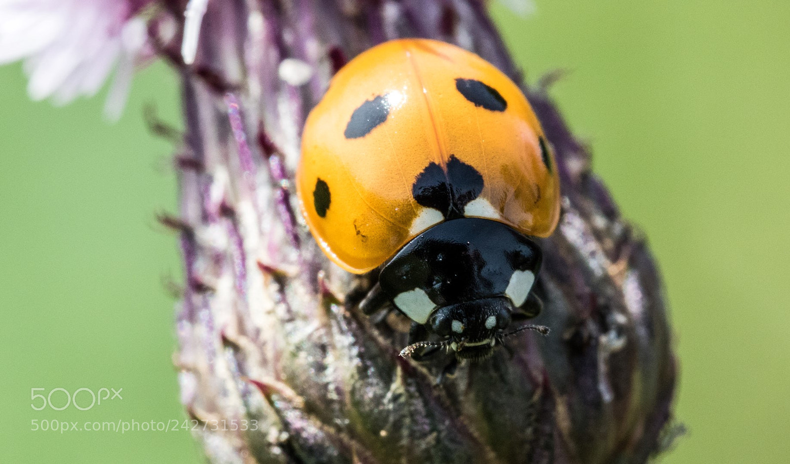 Canon EOS 7D Mark II sample photo. Coccinella septempunctata on cirsium photography