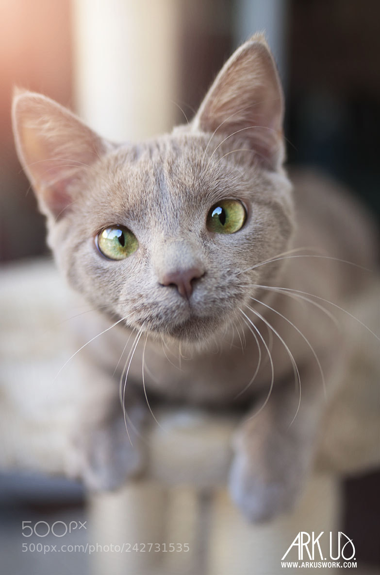 Pentax K-5 II sample photo. Phénix photography