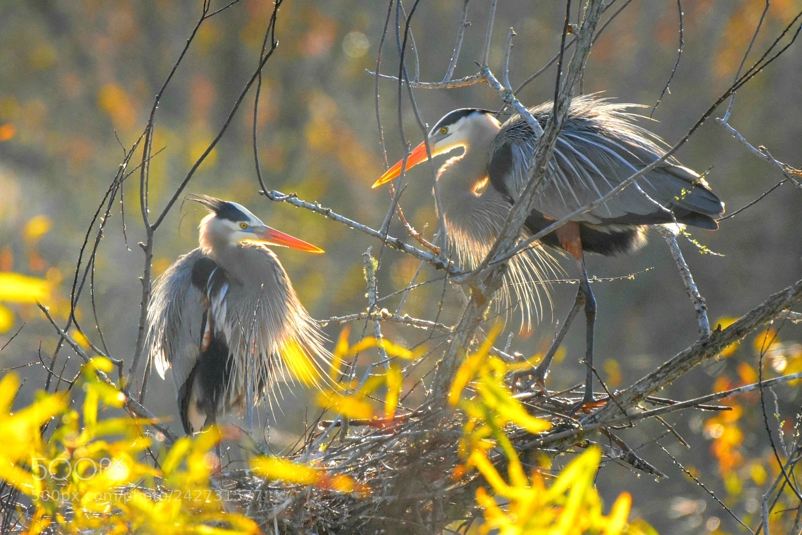 Nikon D7200 sample photo. Heron 18 - mating photography