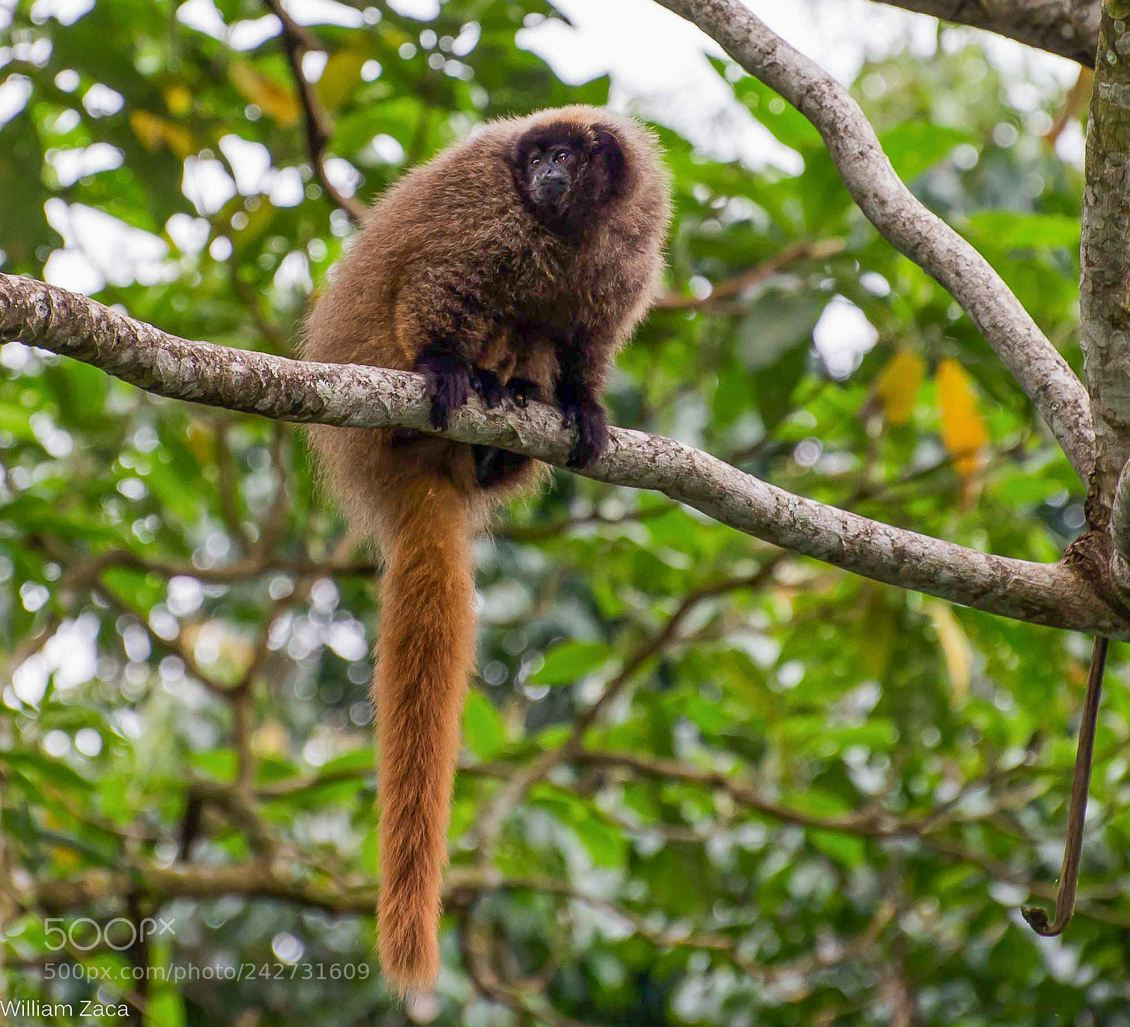 Nikon D610 sample photo. Black fronted titi photography