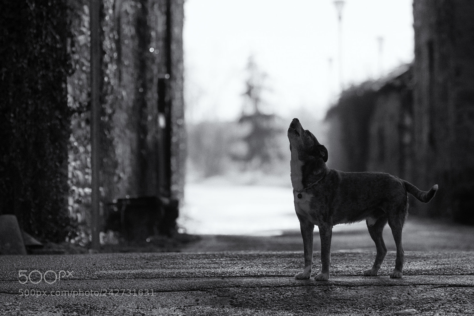 Canon EOS 760D (EOS Rebel T6s / EOS 8000D) sample photo. A winter's tale photography