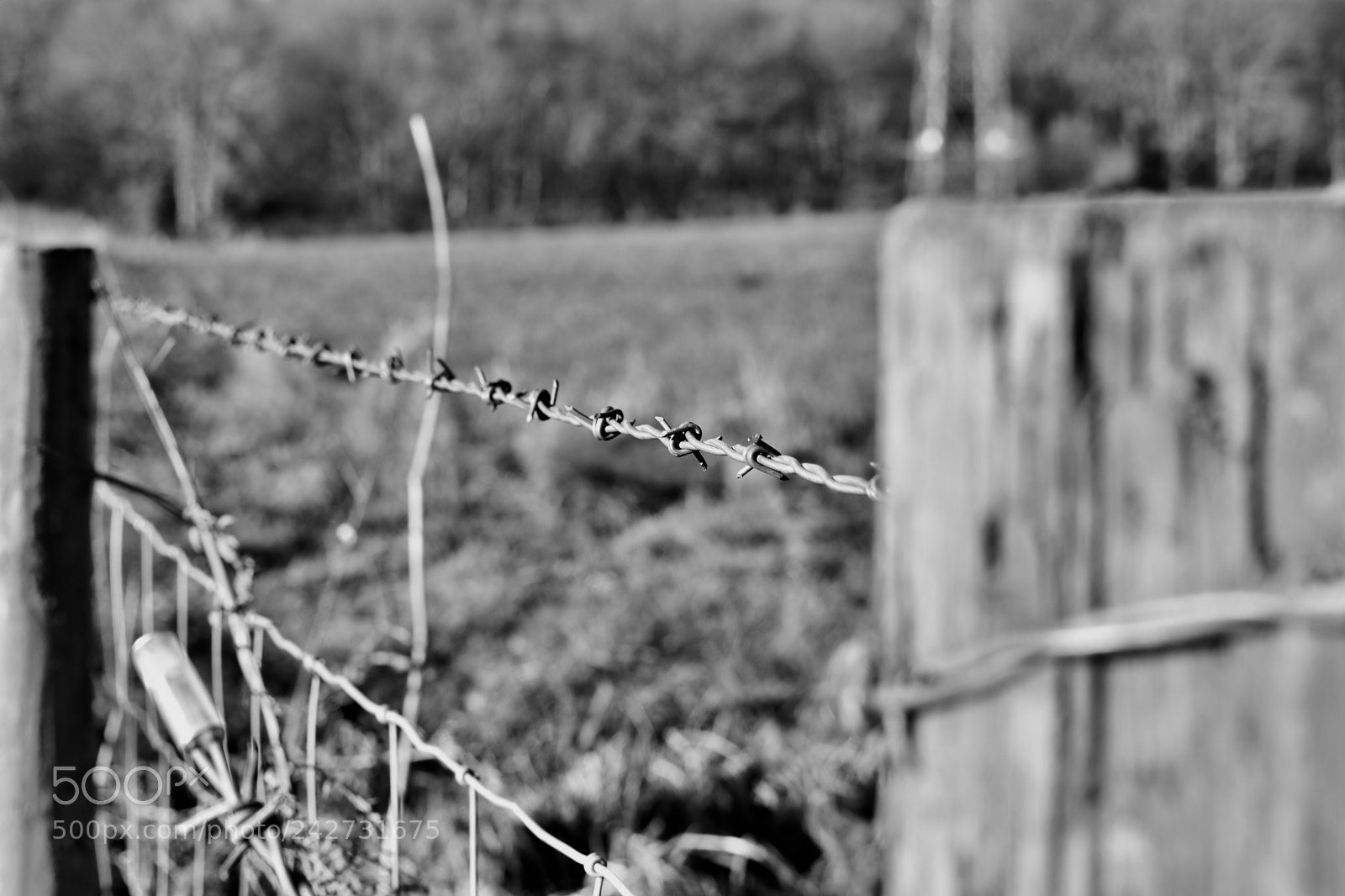 Nikon D3400 sample photo. The garrotte photography