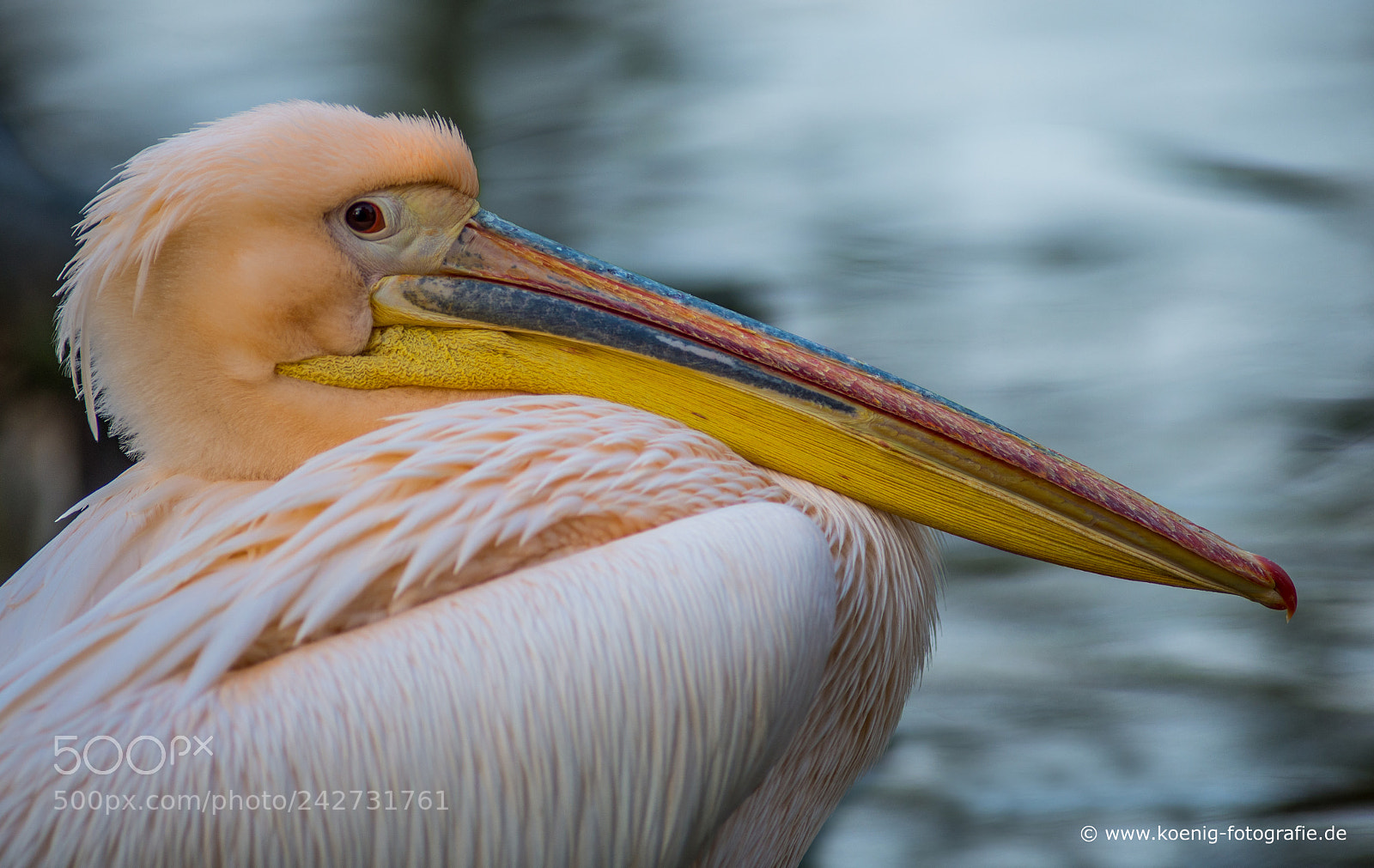 Nikon D600 sample photo. Pelican close up photography