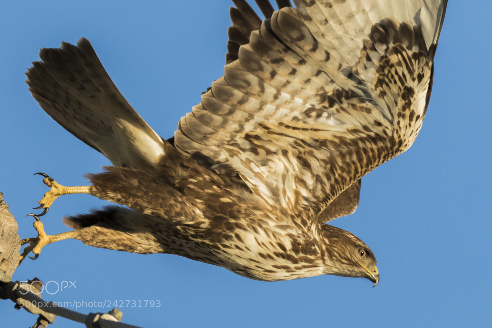 Canon EOS 7D Mark II sample photo. Close contact photography
