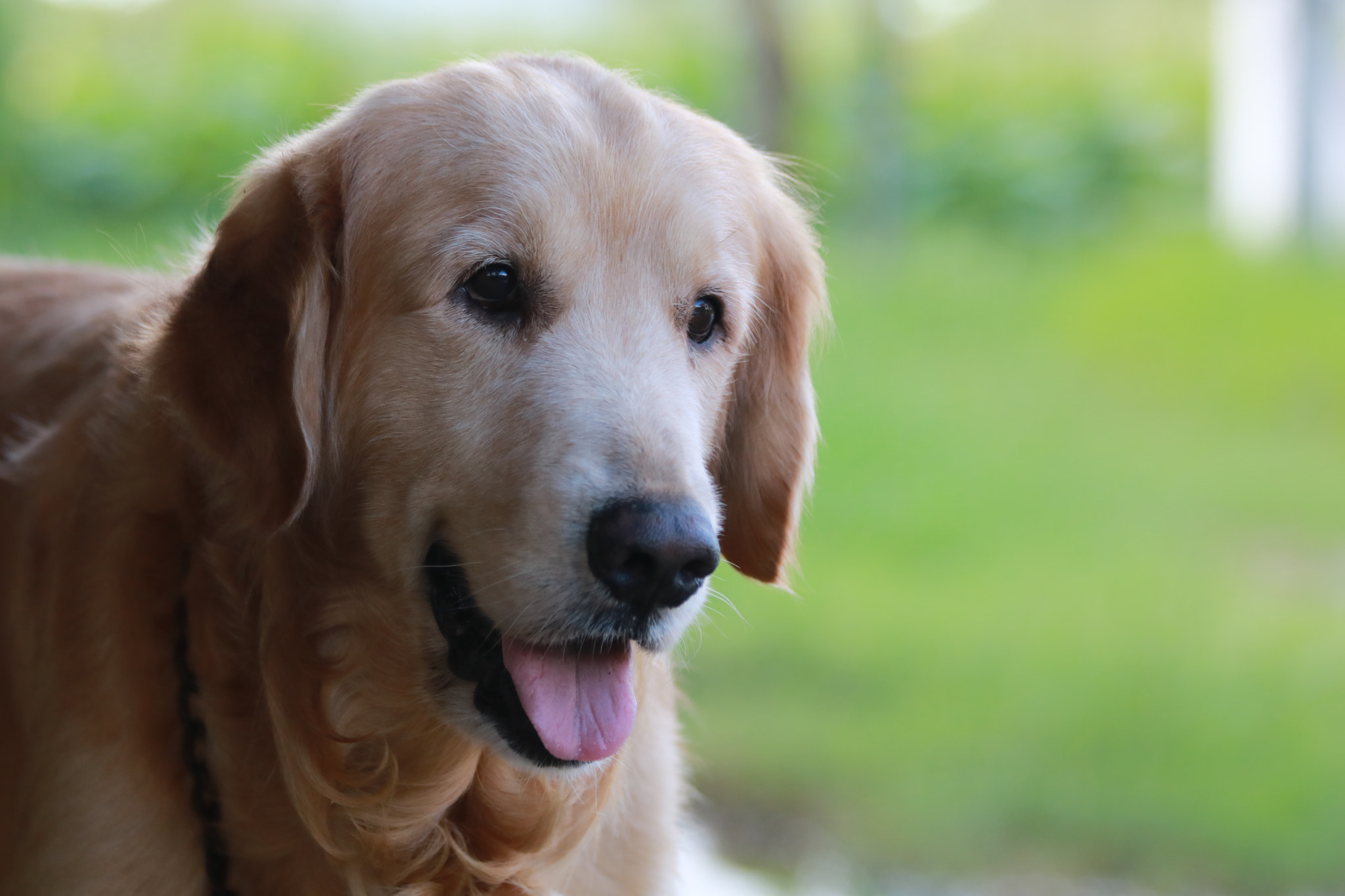 Canon EF 70-300mm F4-5.6 IS USM sample photo. My lovely dog photography