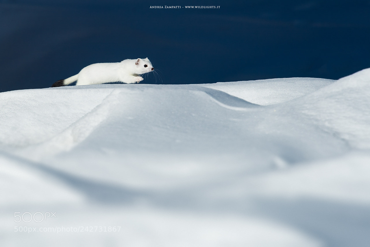 Nikon D4 sample photo. Stoat photography