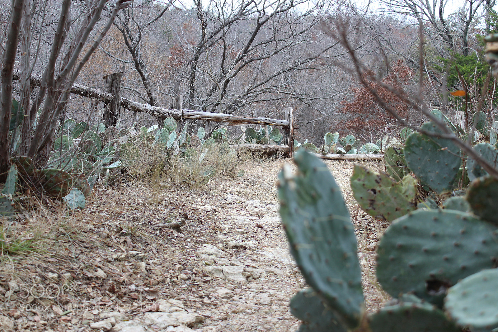 Canon EOS 1300D (EOS Rebel T6 / EOS Kiss X80) sample photo. The path at eagle photography