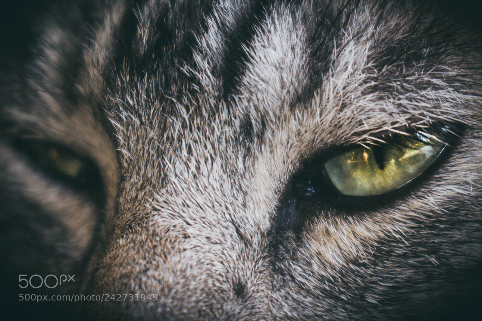 Canon EOS 100D (EOS Rebel SL1 / EOS Kiss X7) sample photo. A cat with lion's photography