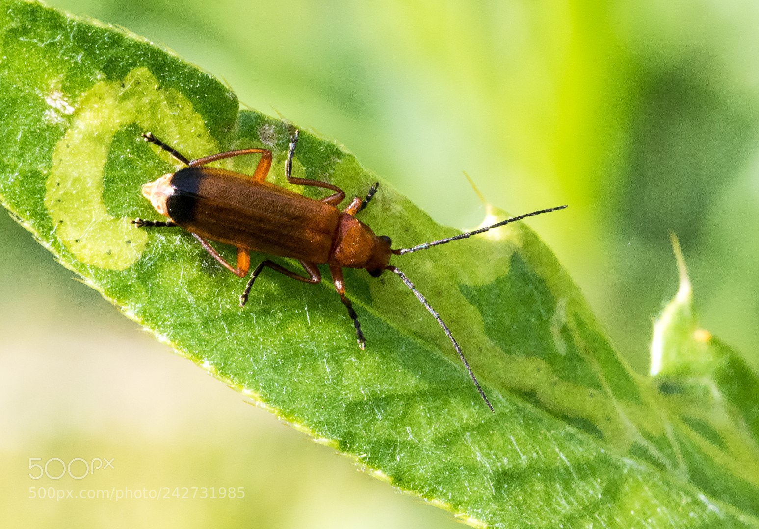 Canon EOS 7D Mark II sample photo. Brown beetle photography