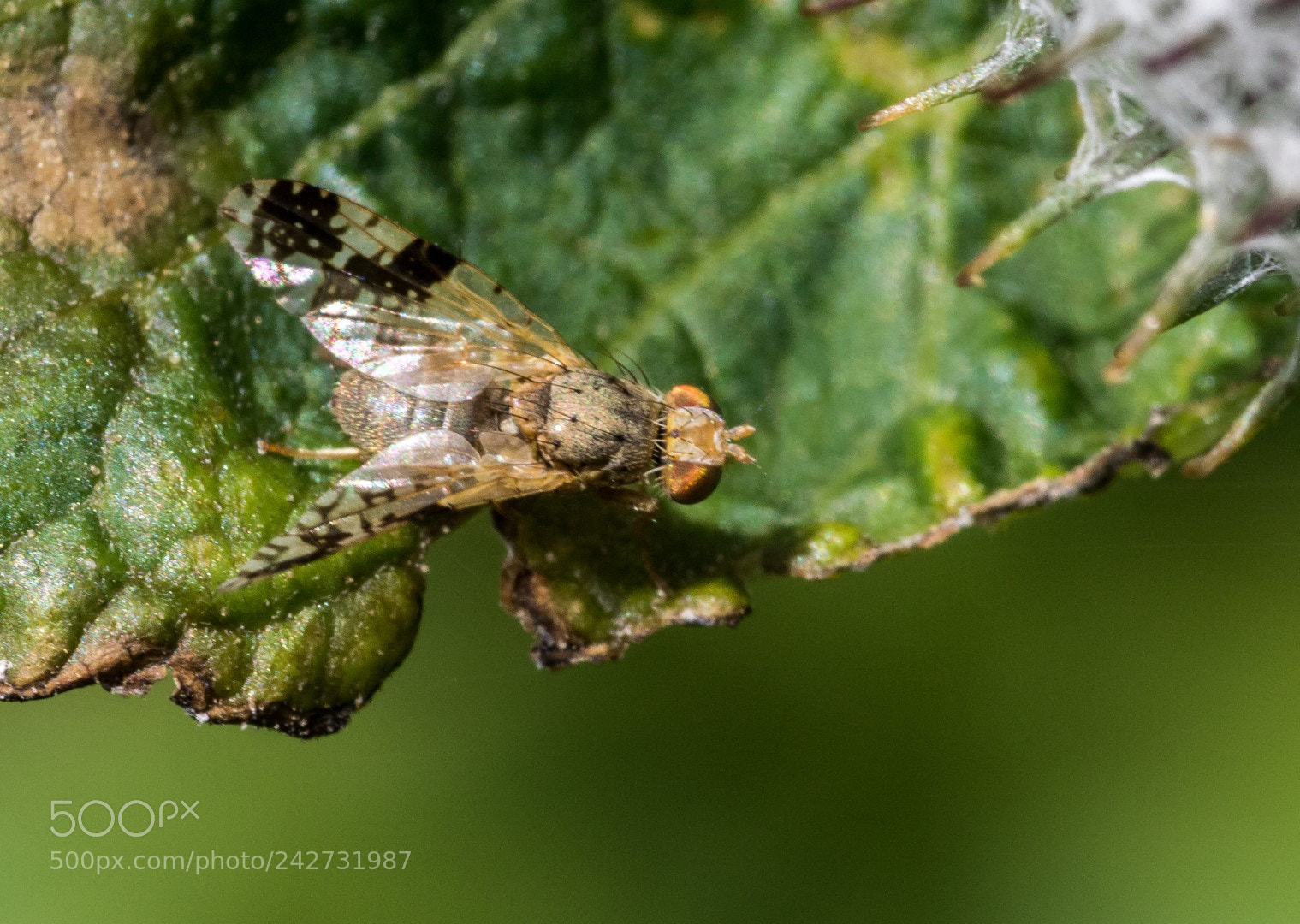 Canon EOS 7D Mark II sample photo. Brown fly photography