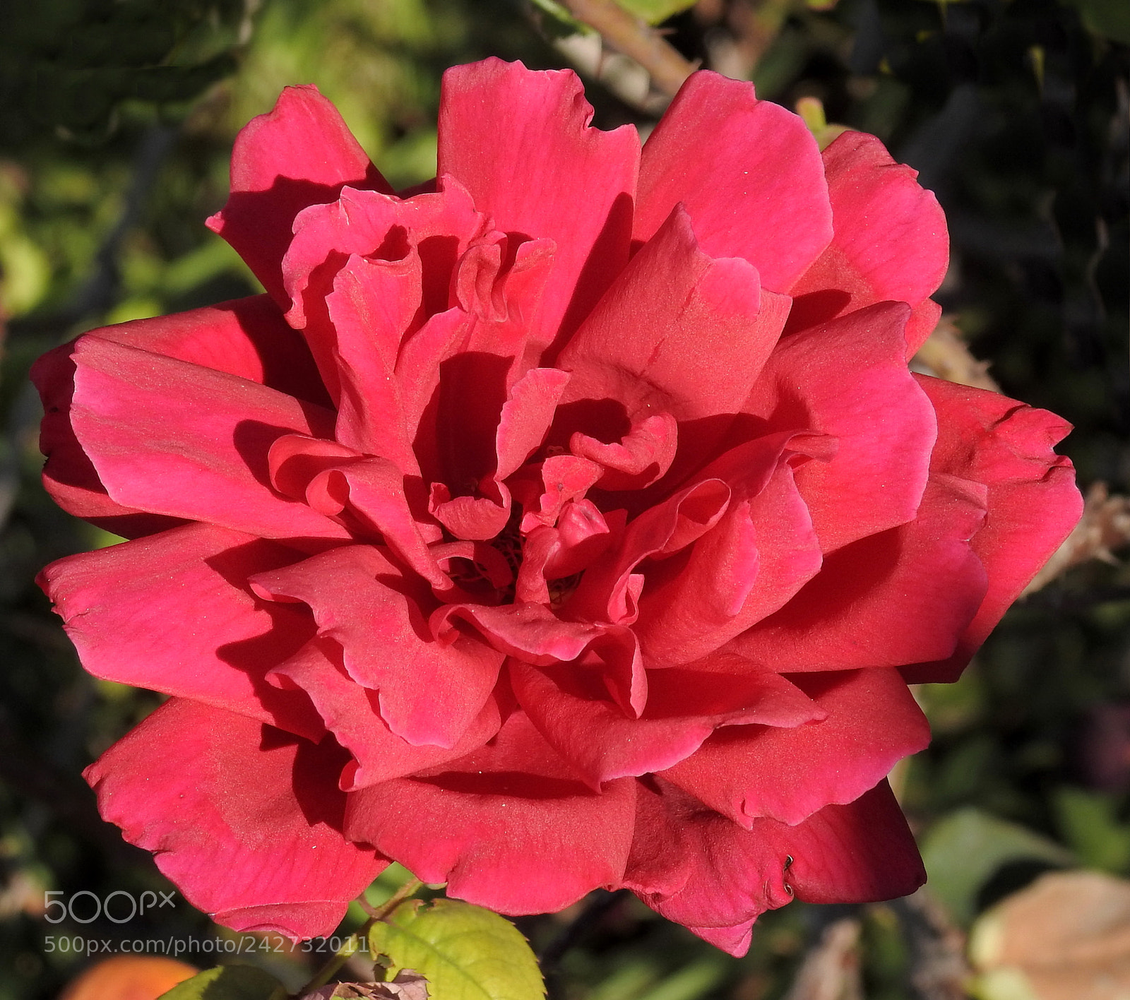 Nikon Coolpix P900 sample photo. Red rose photography